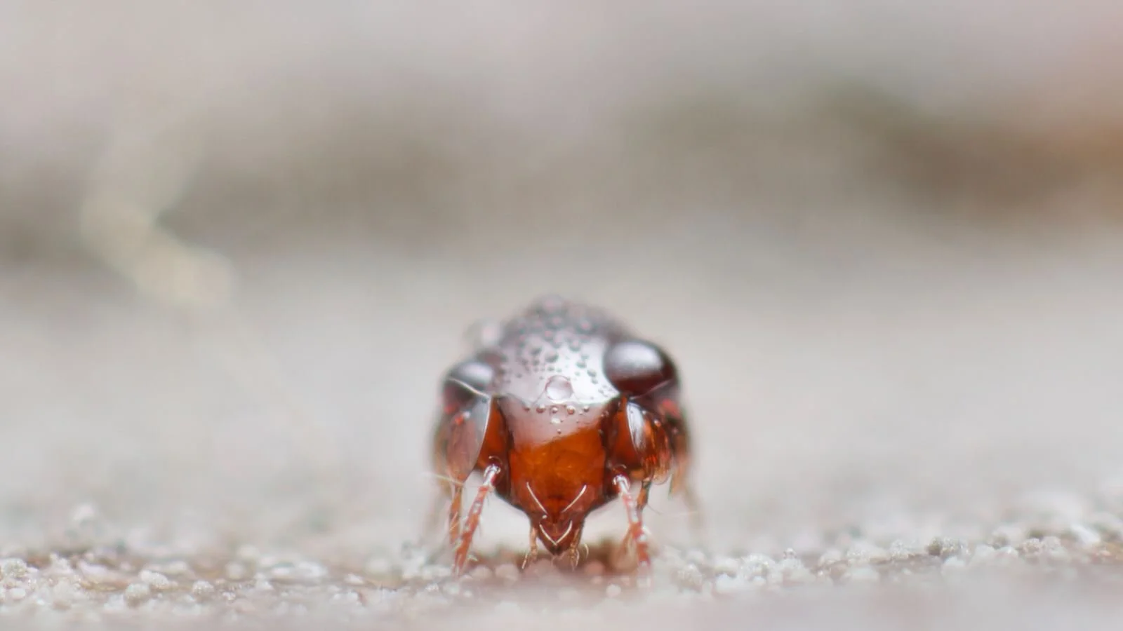 How to photograph springtails: the secrets of extreme macro