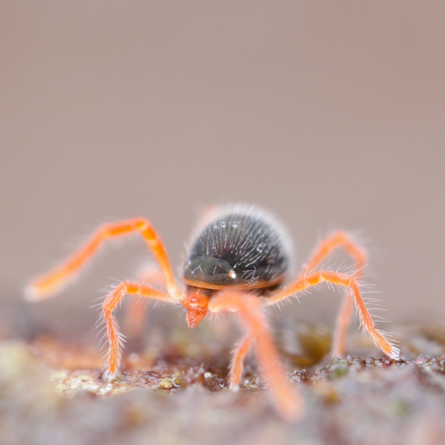 A shot from the front of a possible Penthaleus species from New Zealand. These incredibly fast, beautiful and large rainforest mites are very hard to photograph. It took me weeks to get some decent photos and I found it even harder to get in focus sh