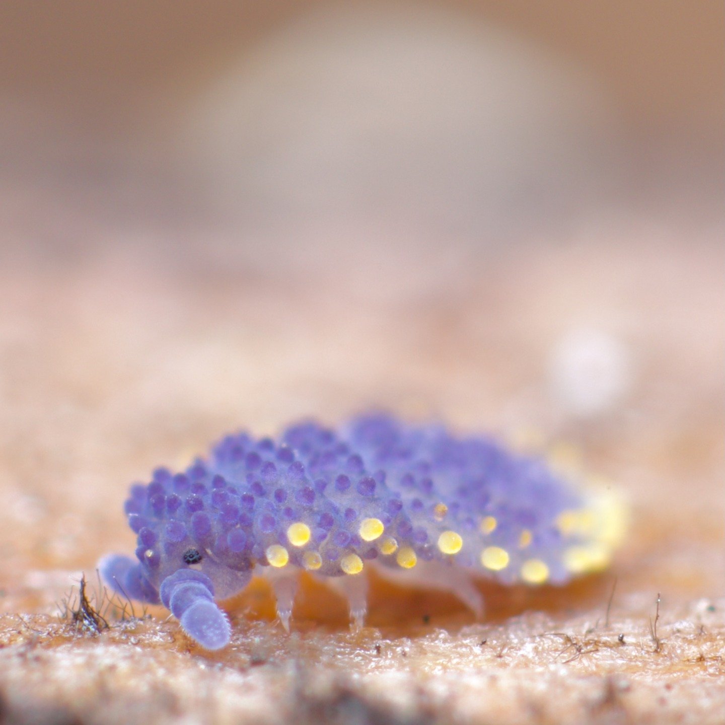 Vote Giant Springtail! 

There are a few days left to vote in the New Zealand Bug of the Year competition for the only soil animal in the competition, the giant springtail, Holacanthella. 

If you type in &lsquo;Bug of the Year vote&rsquo;, the corre