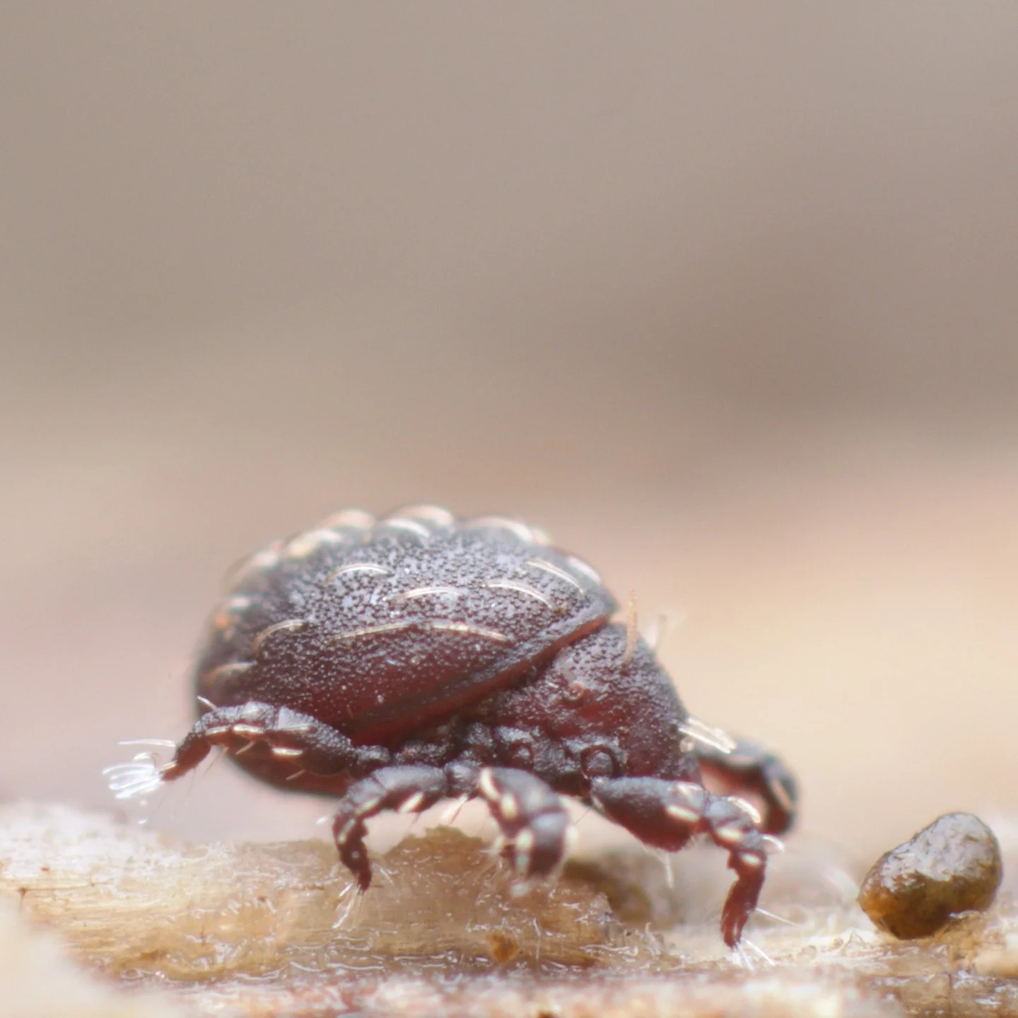 A common and lovely Hermannia species of oribatid mite from yesterday. They really are pleasingly curved and neatly beautiful, with their granulated cuticle and curved setae. Very definitely one of my favourites. Now the drought has gone, it's been r