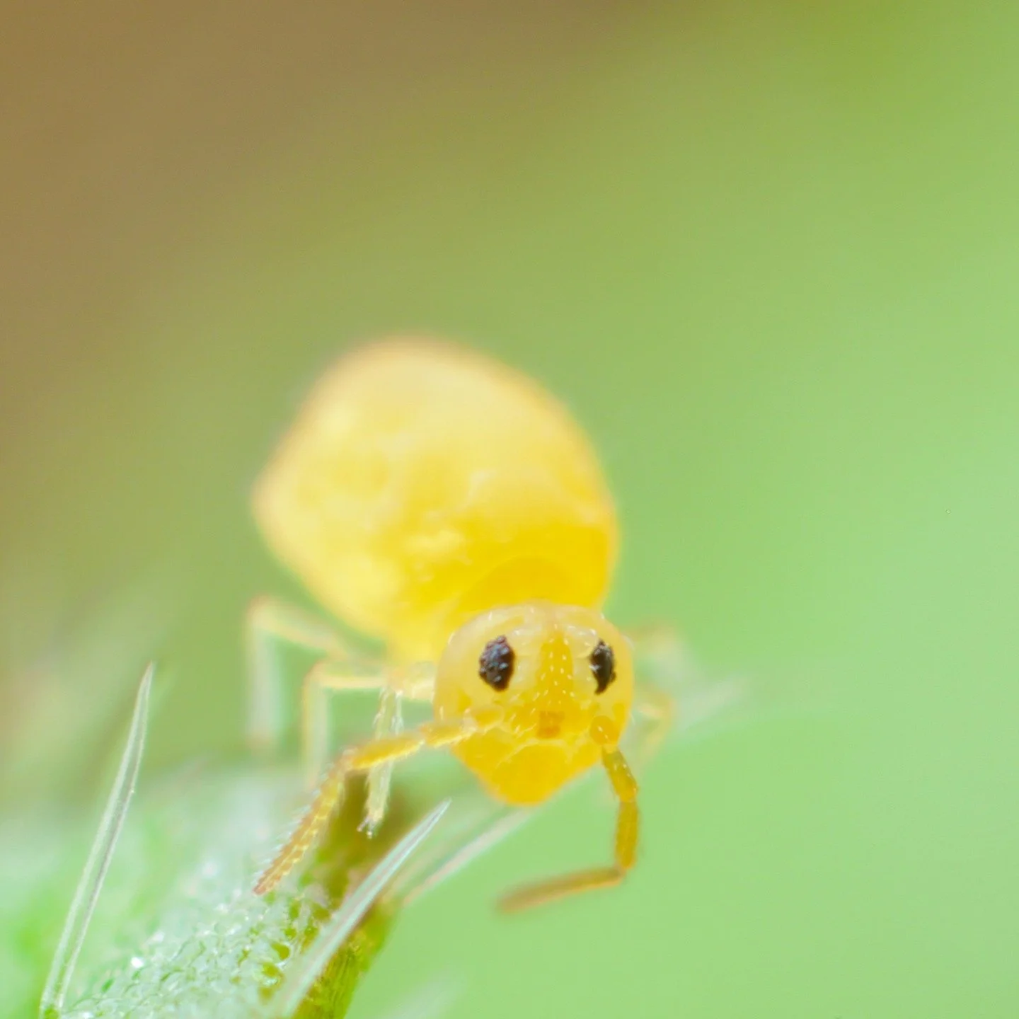 For a Friday evening, a little Deuterosminthurus pallipes f. repandus springtail with their classic blackberry-like eyes, standing on a leaf of a buttercup from my garden this morning... #springtail #collembola #soilanimal #lawn #garden #cute