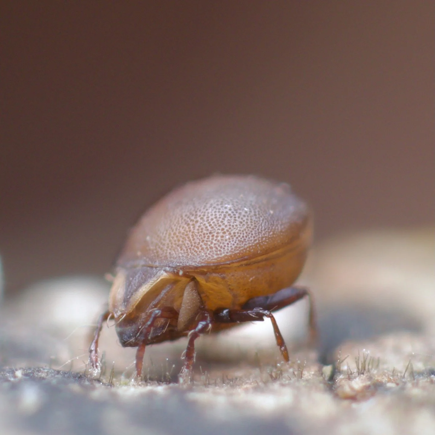 Another old favourite, back again from the other day- a Xenillus tegeocranus species of oribatid mite. While it's so nice to get back into the Somerset woodlands again, my god, it's still raining soooooo much! Come on weather, maybe rain during the n