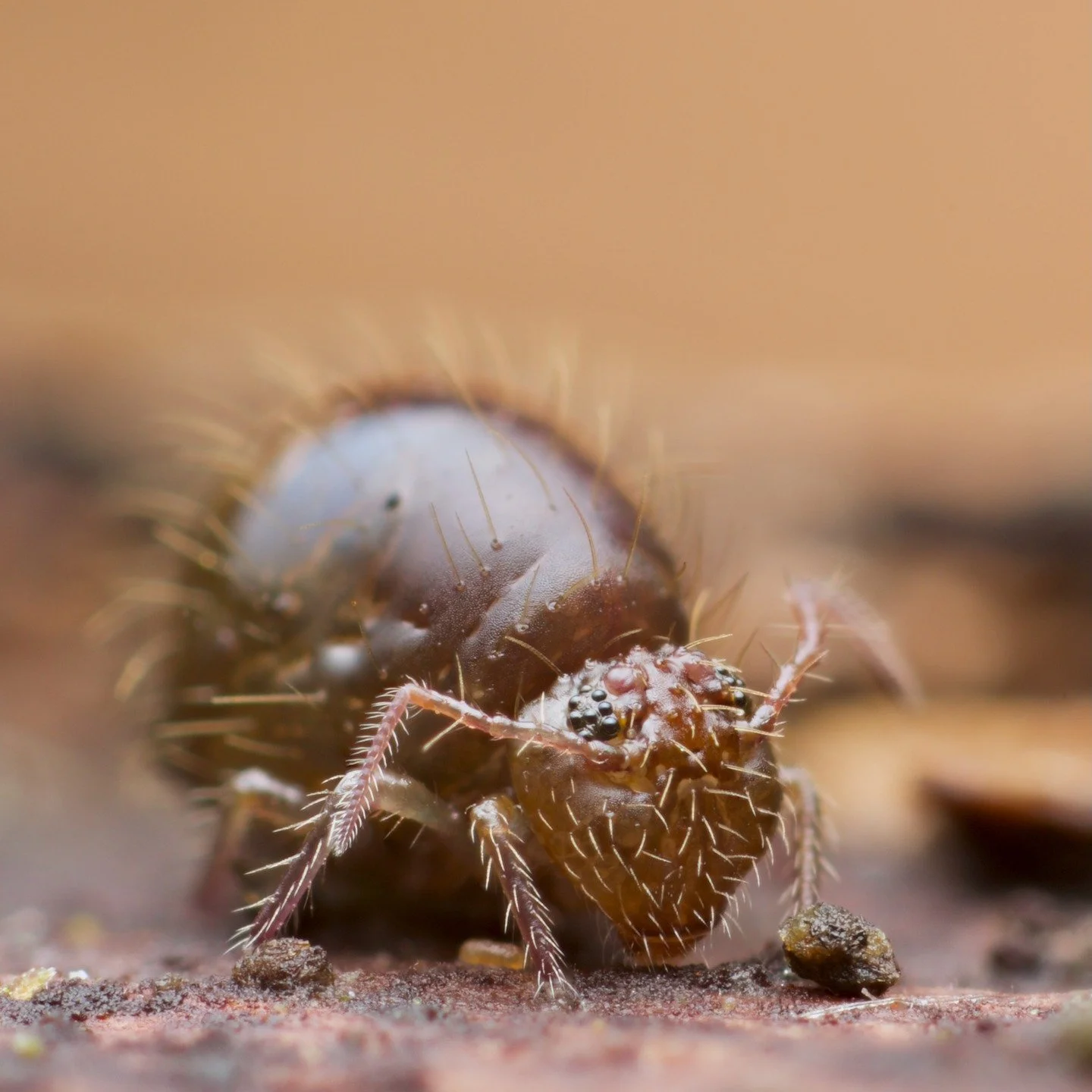 A very friendly Allacma fusca from this morning amidst the gales and rain... I found a moment of quiet in the woods as the ash boughs cracked and fell in the distance and there this lovely, sweet thing was. They're a common springtail, but a little m