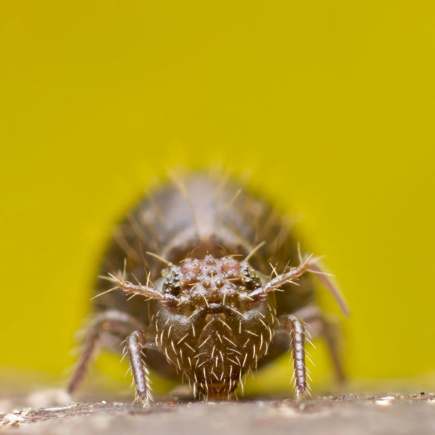 My trusted whiskery friend, Allacma fusca, the UK's largest globular springtail, this time from Yorkshire, in the north, as I visit family. Love these guys... #springtail #collembola #soil #soilanimal #forest #yorkshire #cute #mesofauna