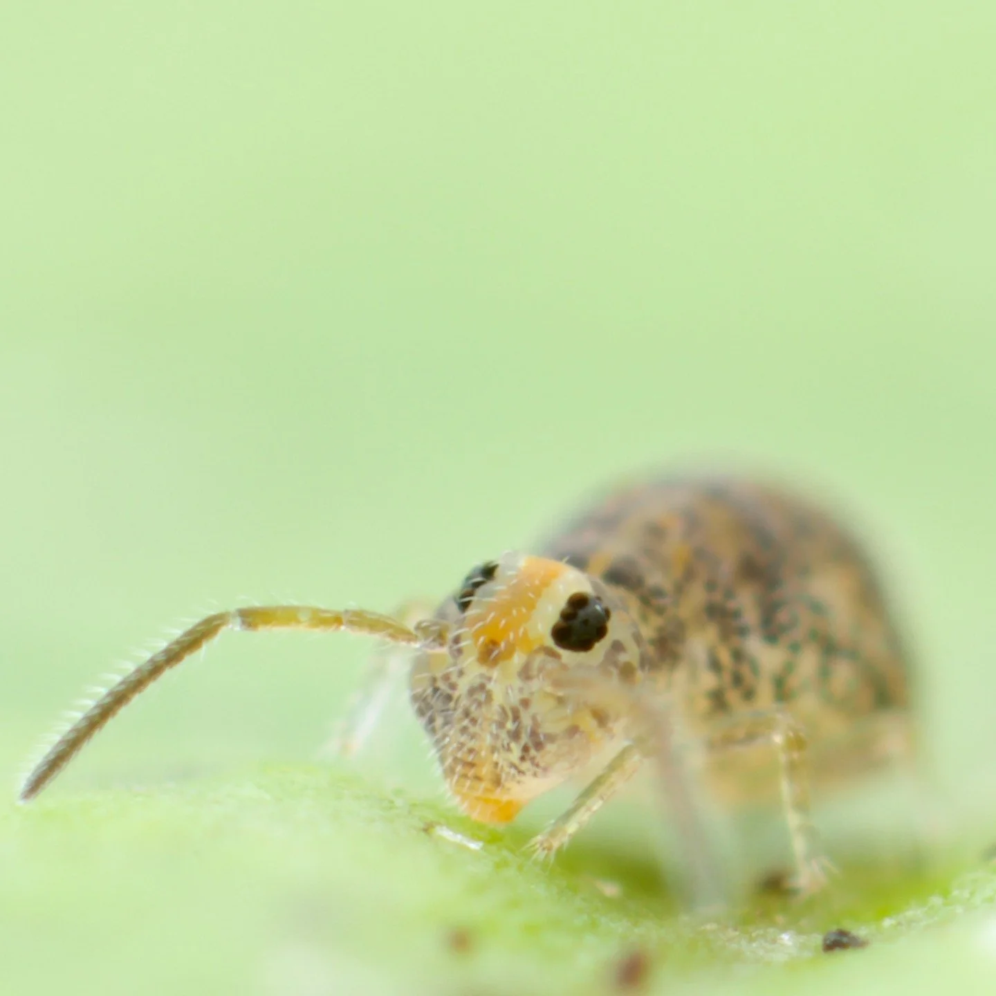 I was up in Bury in Lancashire (the north of England) this morning and perusing through a small urban wood. I came across this lone Genus nov.1 sp. nov.2 wandering about on a leaf. Always lovely to see these springtails. They're very cool. Still not 