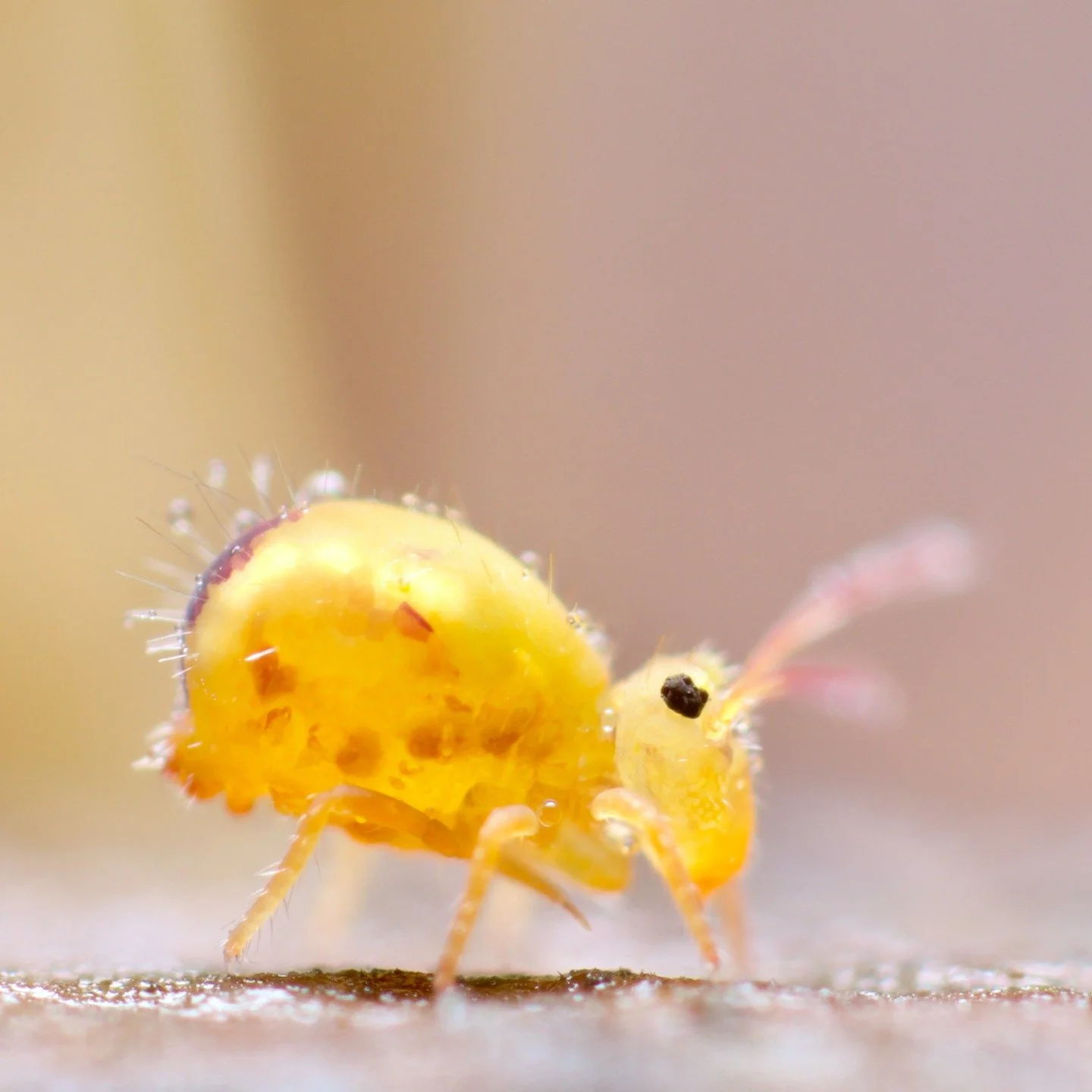 Always a wonderfully bright springtail to find on a cold, grey day- Dicyrtomina ornata, spreading joy and happiness wherever it goes, as all springtails do. What lovable, adorable animals they are. #springtail #collembola #soil #soilanimal #mesofauna