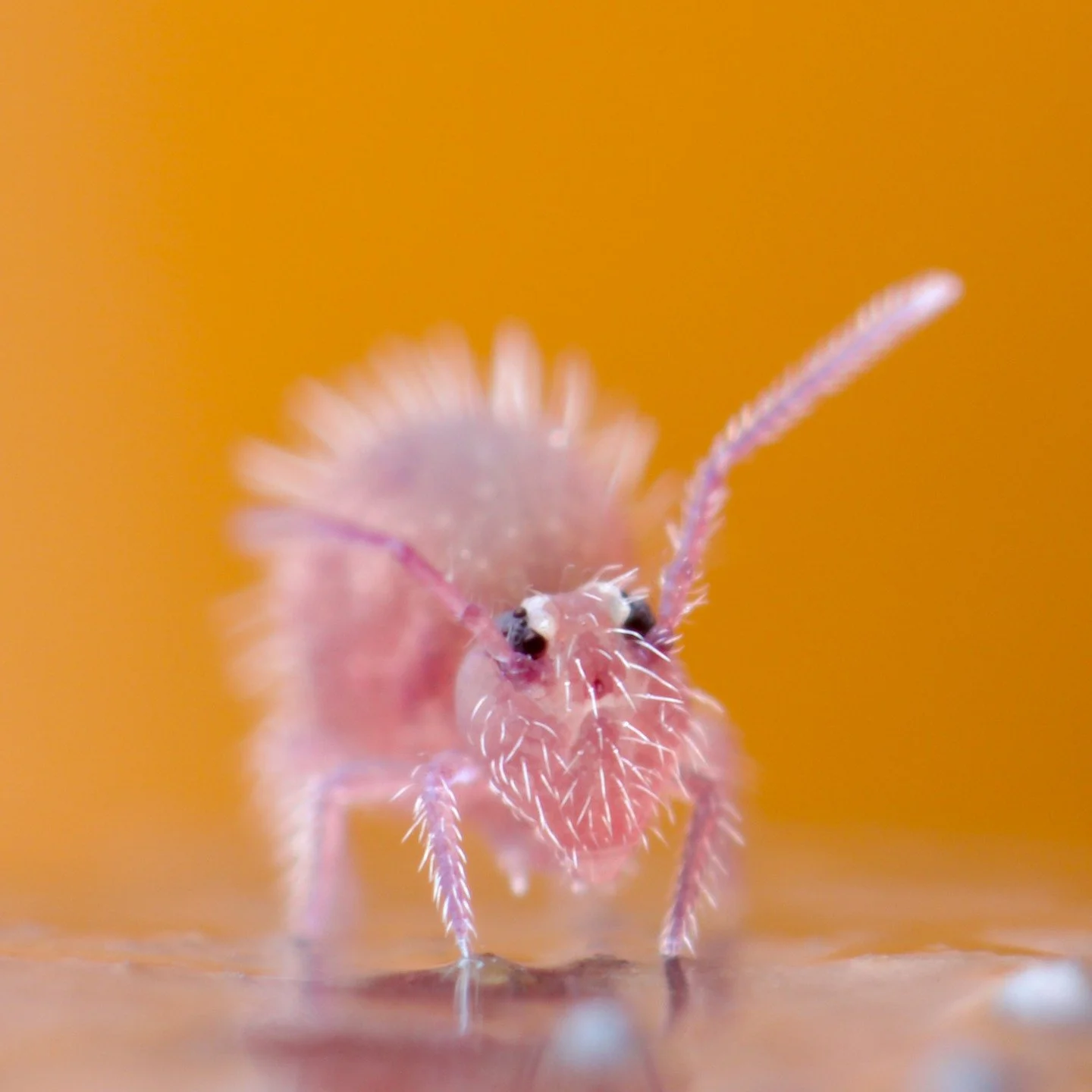 I went out today looking for this beautiful springtail, Caprainea marginata and eventually found it. Chuffed. A locally common one where I live in South Somerset, but rare in the UK. They really are rather special! #springtail #collembola #soil #soil