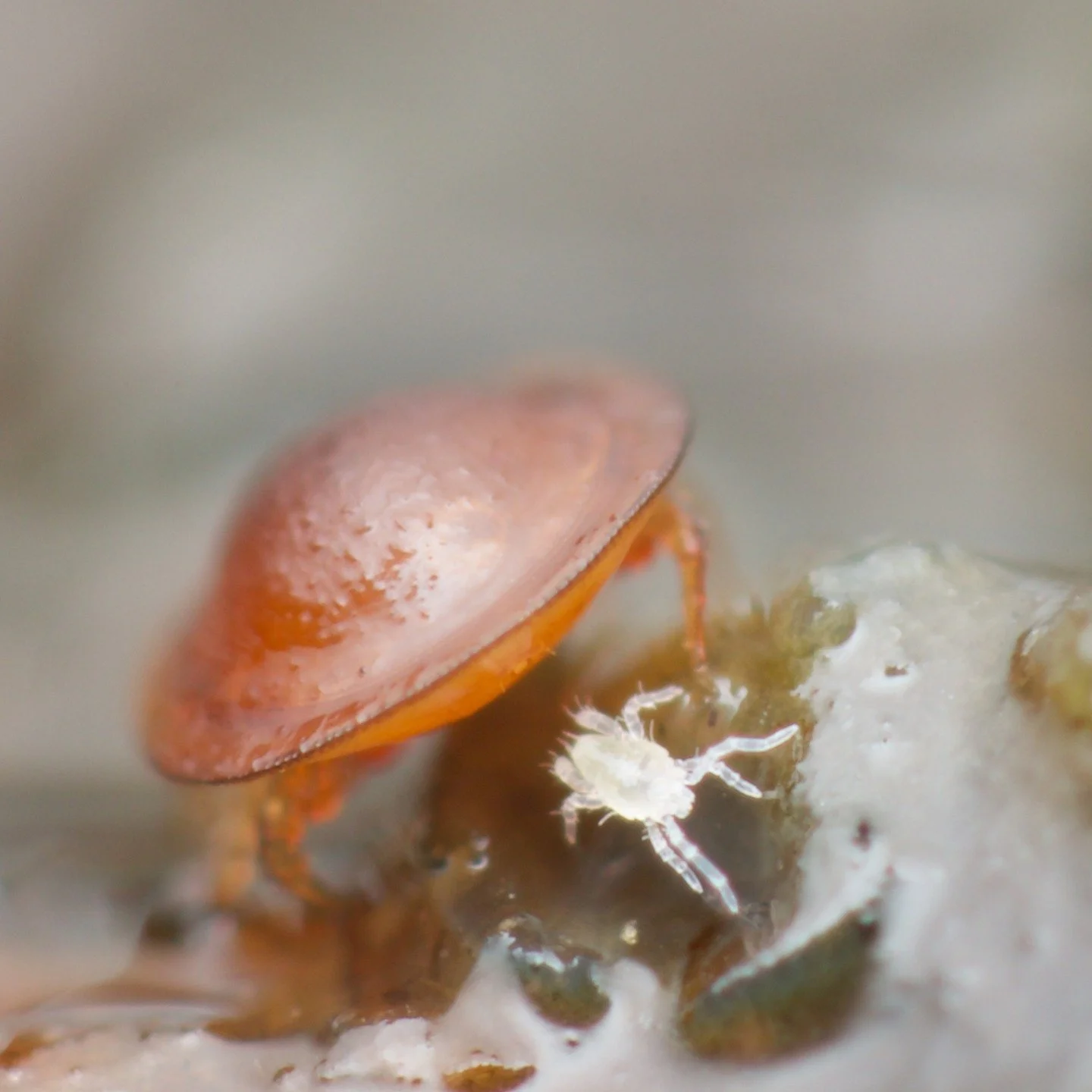 Mites have really earned their name here... During a very, very wet photo session, I happened to photograph a Uripodidae mite walking straight over some sort of even smaller prostigmatan mite. Crazy. As small as this world can be, it just keeps on go