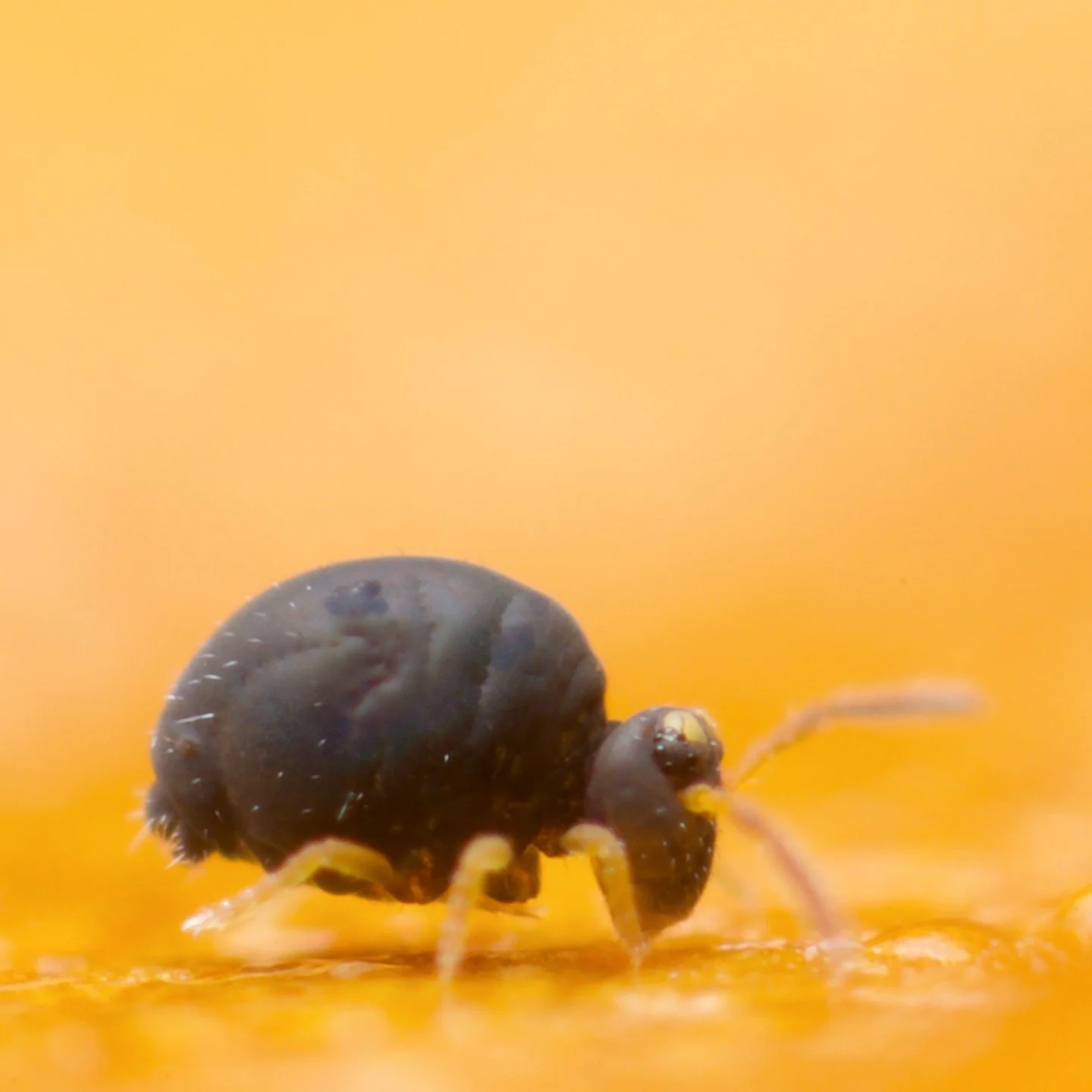 It seems that every autumn leaf right now has at least one of these amazing, black and brown springtails, Sminthurinus aureus forma ochropus wandering across it. A very, very beautiful animal. Here, in South Somerset this evening, Glastonbury is gear