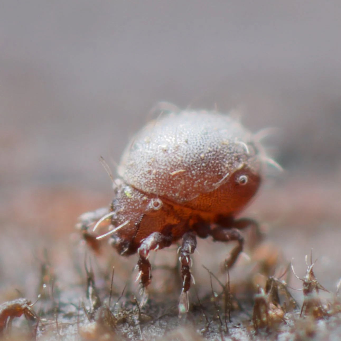 This absolutely adorable mite is Hermaniella granulata, a tiny and common member of Oribatida. 

It's early on a Sunday evening and I seem to achieved quite a lot today, despite myself. Well done me. Sometimes, there's nothing better than working on 