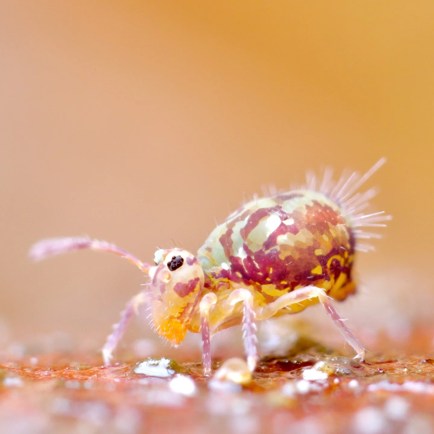 Every autumn and winter, Dicyrtomina saundersii springs into action, and becomes ubiquitous. They are visually similar to Dicyrtomina ornata, apart from some colouration differences on the antennae and a barred colouration on the rump. In many ways, 