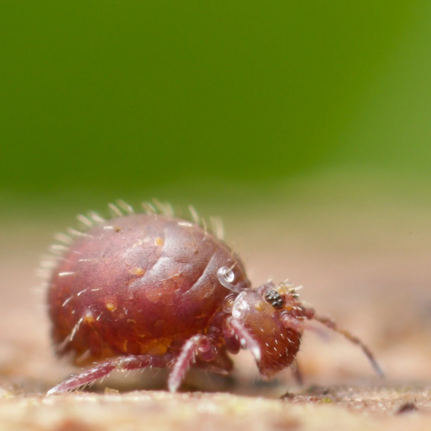 A lovely, chubby Lipothrix lubbocki springtail from the other day, a classic way to tell that you are probably in an ancient woodland (in the UK at least). 

They are very distinctive, with a reddish/purplish brown colouration, granulated cuticle and