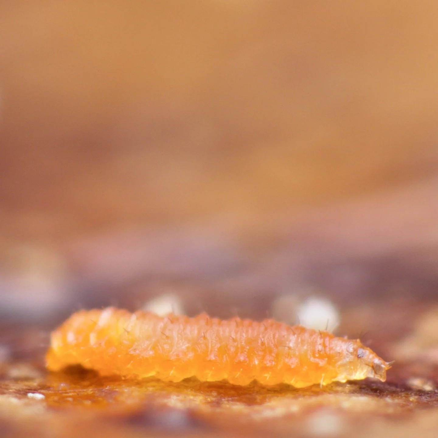 Something a bit different, a lovely fly larva, don't know which one, with a micro mushroom (again, no idea what it is- my skill set is rather precise and very much a walled garden). Swipe to see the whole photo. I often see them when I'm out and abou