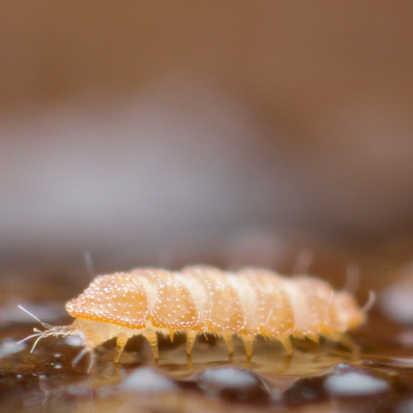 Trachypauropus britannicus is the UK's only eurypauropod (the sclerotised, flattish sibling of pauropods) and is a tiny delight. 

Eurypauropods were first described by John A Ryder, a US entomologist on 1873, which is curious as pauropods were first