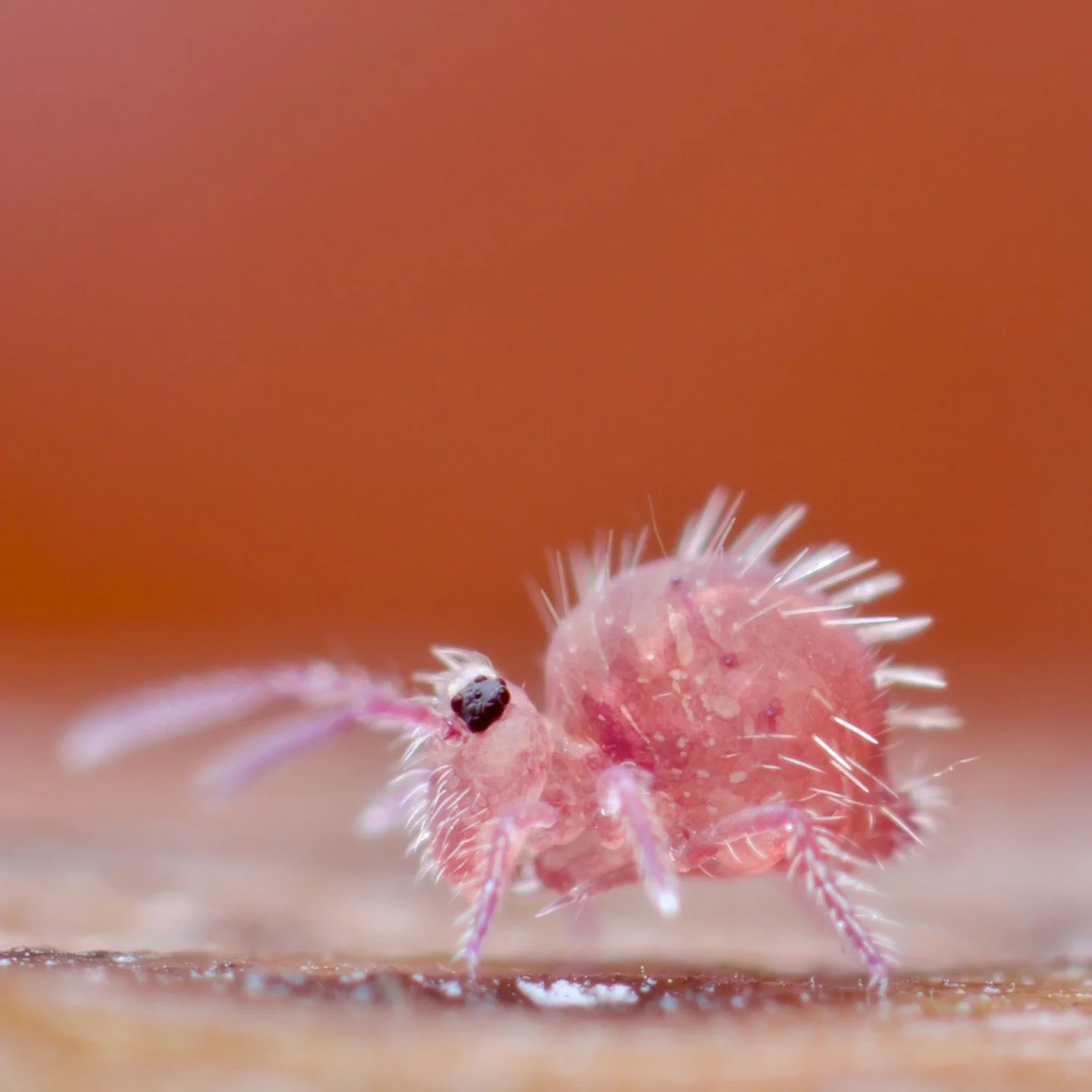 Another Caprainea marginata (springtail) from the other day. I love their shape from the side. They're so humpy, super pink and spiky. Love them. I first found this species half way up a cliff face in a pile of leaves, many years ago and I was so, so