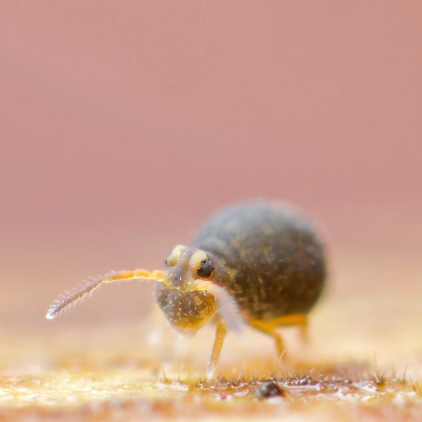 Here is a young Sminthurinus aureus forma ochropus from a few days ago. This chap was wandering on a twig in a mixed woodland when I was on a walk and forage with a lovely friend of mine, @blueliaskitchen, a hugely talented and thoughtful chef and ve