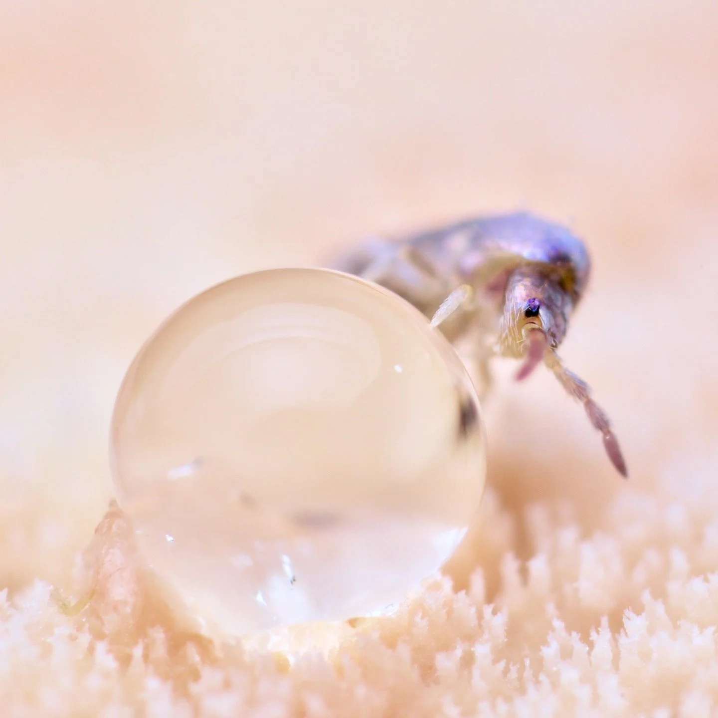 It can often be difficult for people looking at photos of springtails to understand how damn small they really are. Happily, every now and again, I manage to take a photo with some visual context, like this one of a wonderfully iridescent Lepidocyrtu