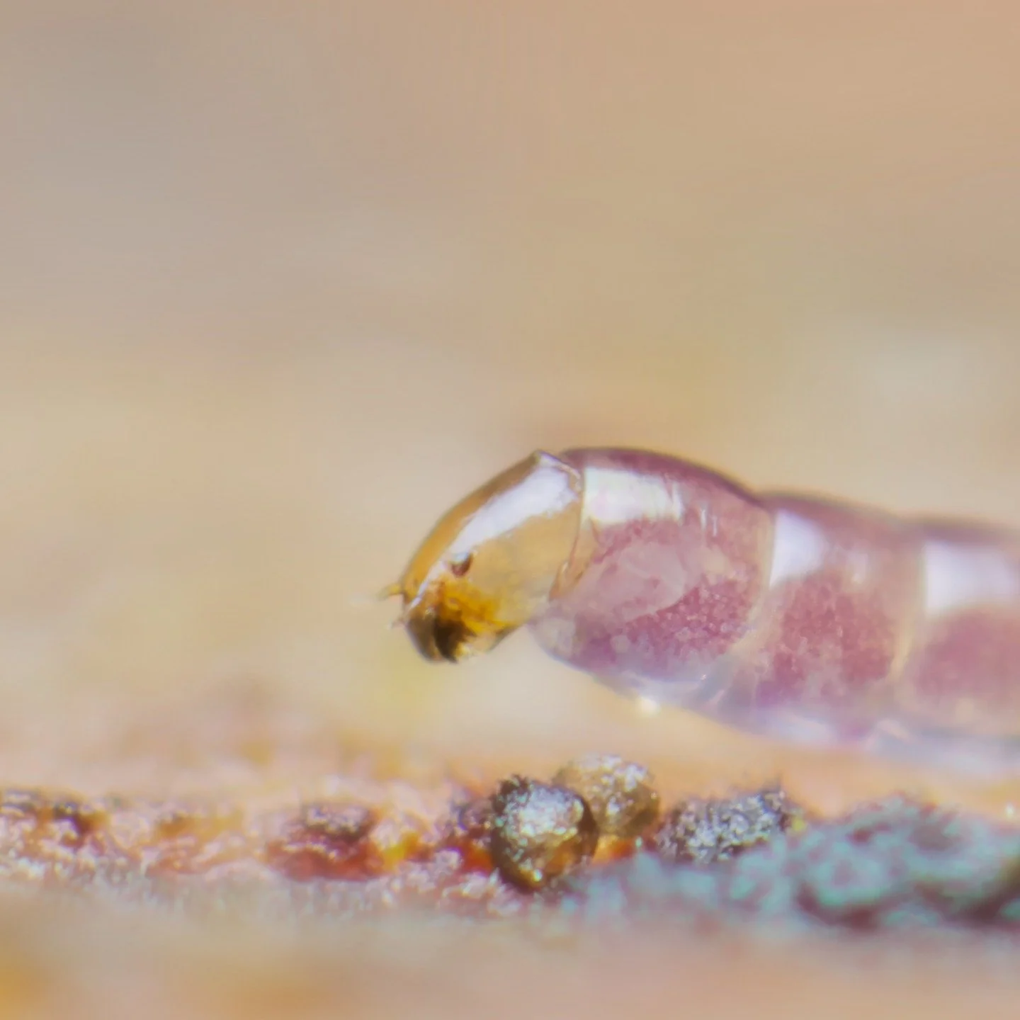 This is a photo of a very charismatic fungus gnat larva (I can't call them maggots as they're just too adorable and sweet). But its cute little face and slow-moving progression across the substrate belies a bizarre, hidden ability to jump. It's hones