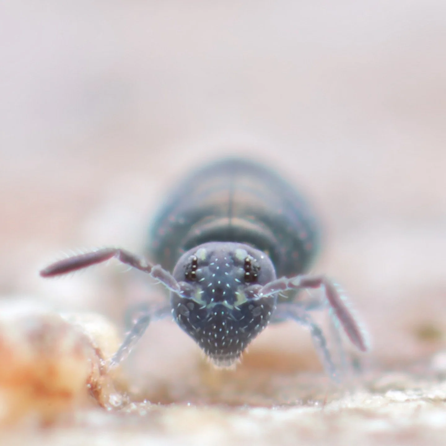 One of the more unusual looking springtails- this is Sminthurinus niger, a tiny bluish-black beauty I occasionally see when I'm out and about in woodlands. To be honest, they're often incredibly common on wooden fences and garden furniture, but I pre