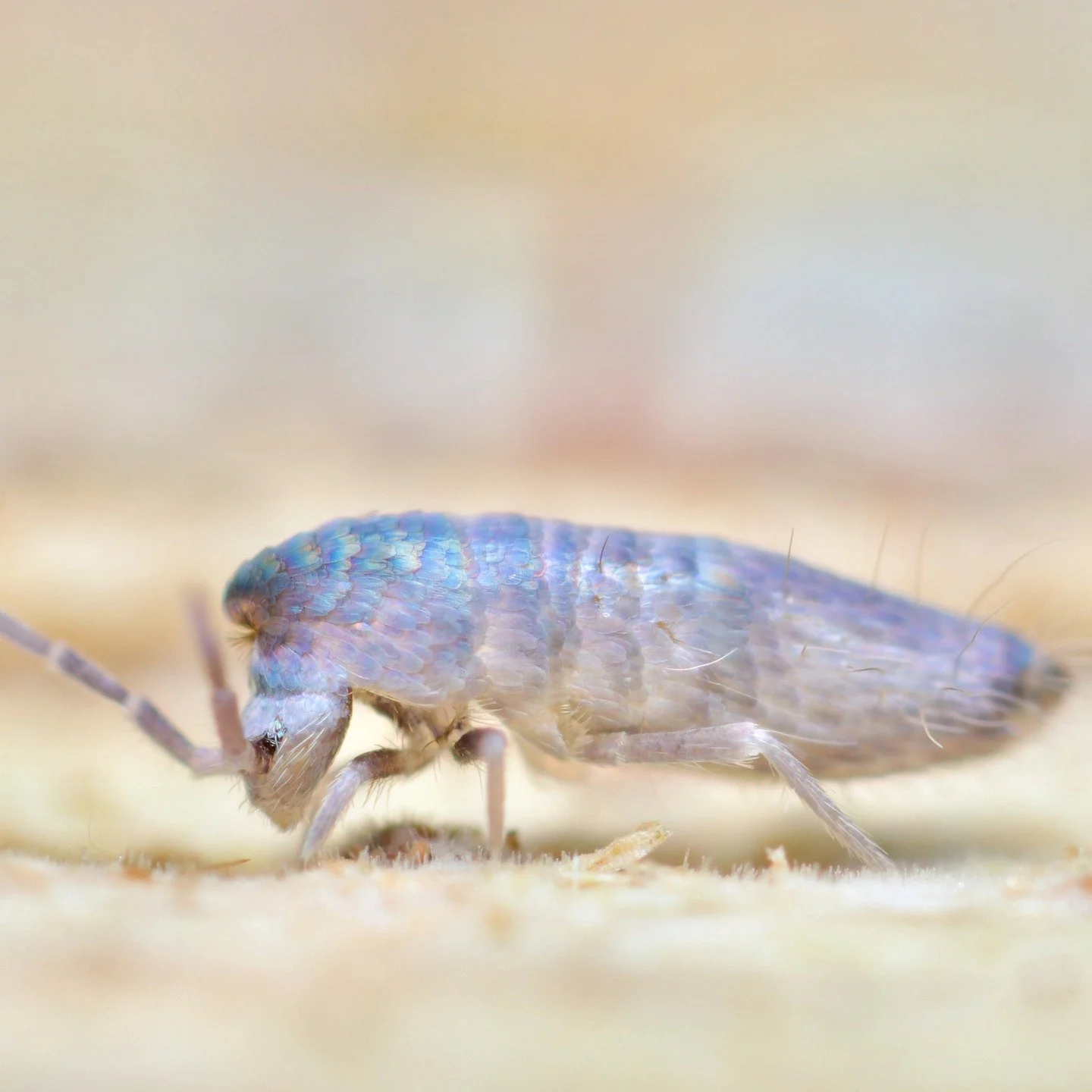 This Lepidocyrtus species of elongate springtail has to have the most beautifully shaped and iridescent scales I've ever seen on a springtail, layered like shingles on a roof. And bear in mind she's only an around 4 millimetres big.... Swipe to see a