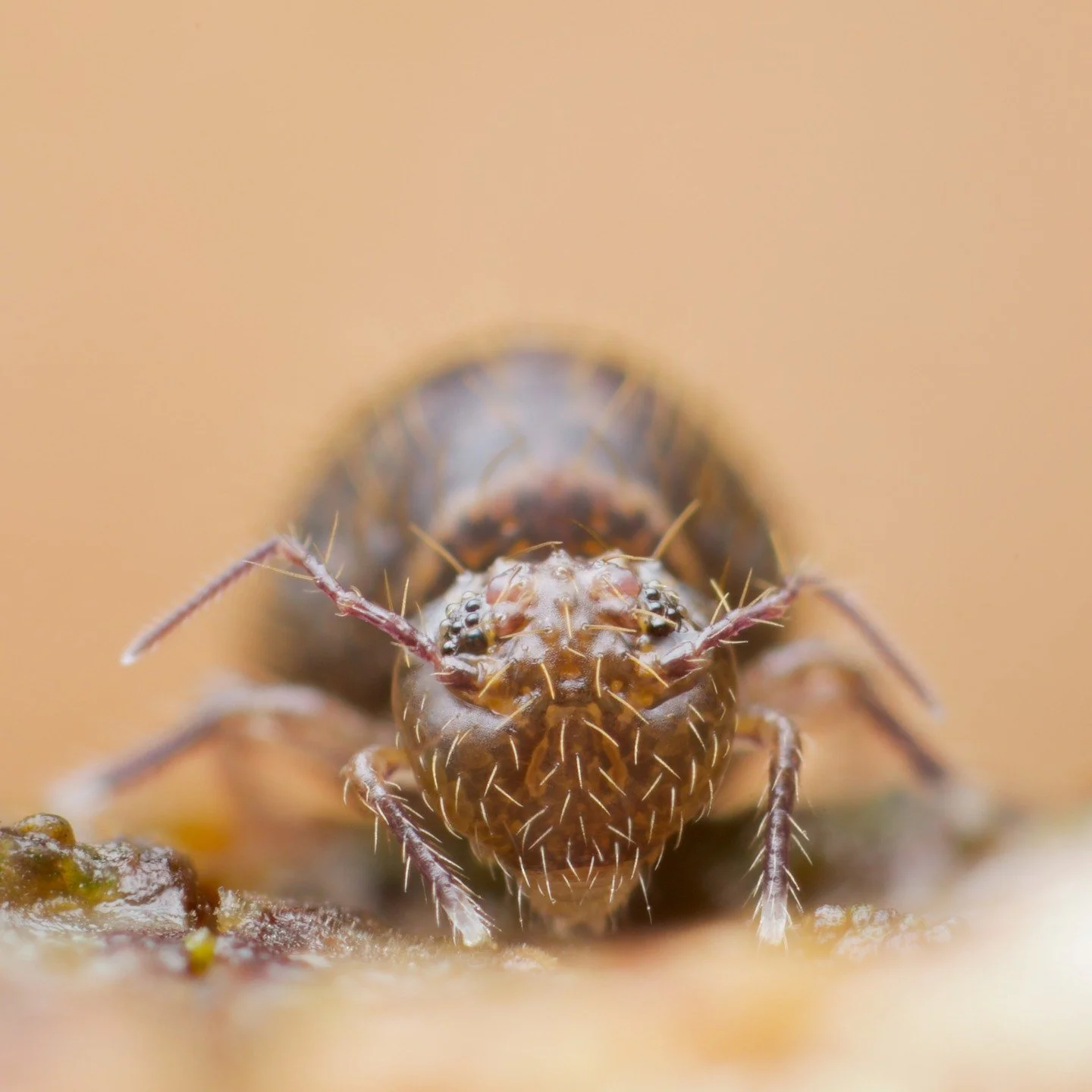 Allacma fusca, one of my favourite springtails. They're much bigger than any other globular springtail in the UK, up to 3mm big and have the amazing ability to spread joy, love and sweetness wherever they go... #springtail #collembola #cute #macro #m