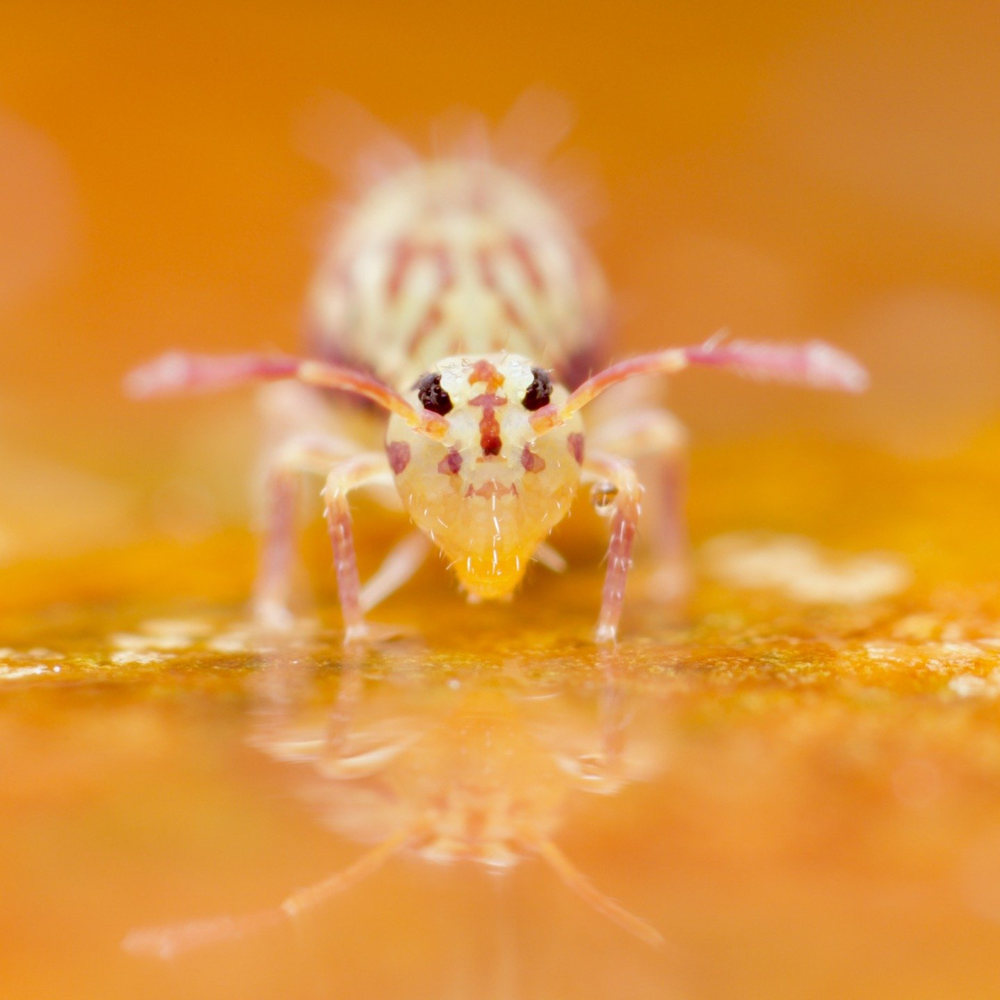 I went to the local marshes and wandered around in the sunshine. It was a spectacular day, blue sky and no wind. Everything was soaking after the rain yesterday, but the springtails were still out and about, making the best of it. I found this Dicyrt