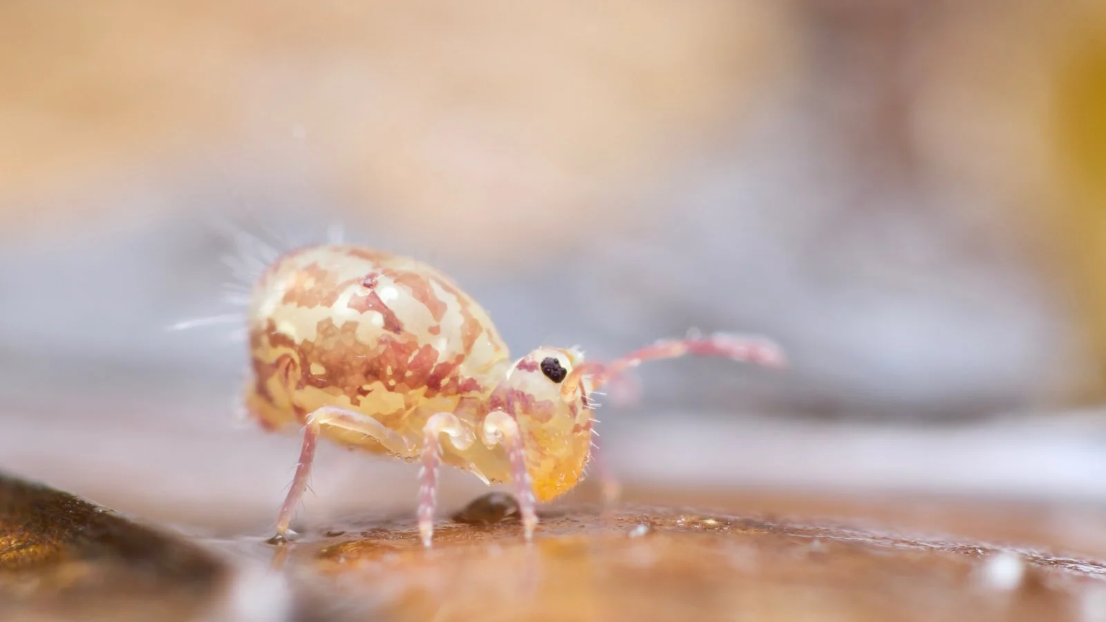 Exploring the concrete jungle: Urban soil animals and World Soil Day