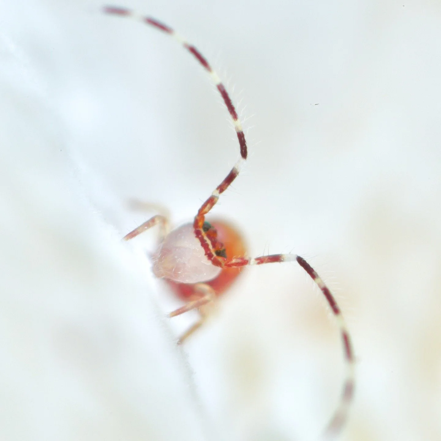 As I was going through photos for World Soil Day, I came across this beautiful springtail, a Temeritas species, I found on a fungus growing in the tropical rainforest of Queensland, Australia. They are known for their hugely long antennae and amazing