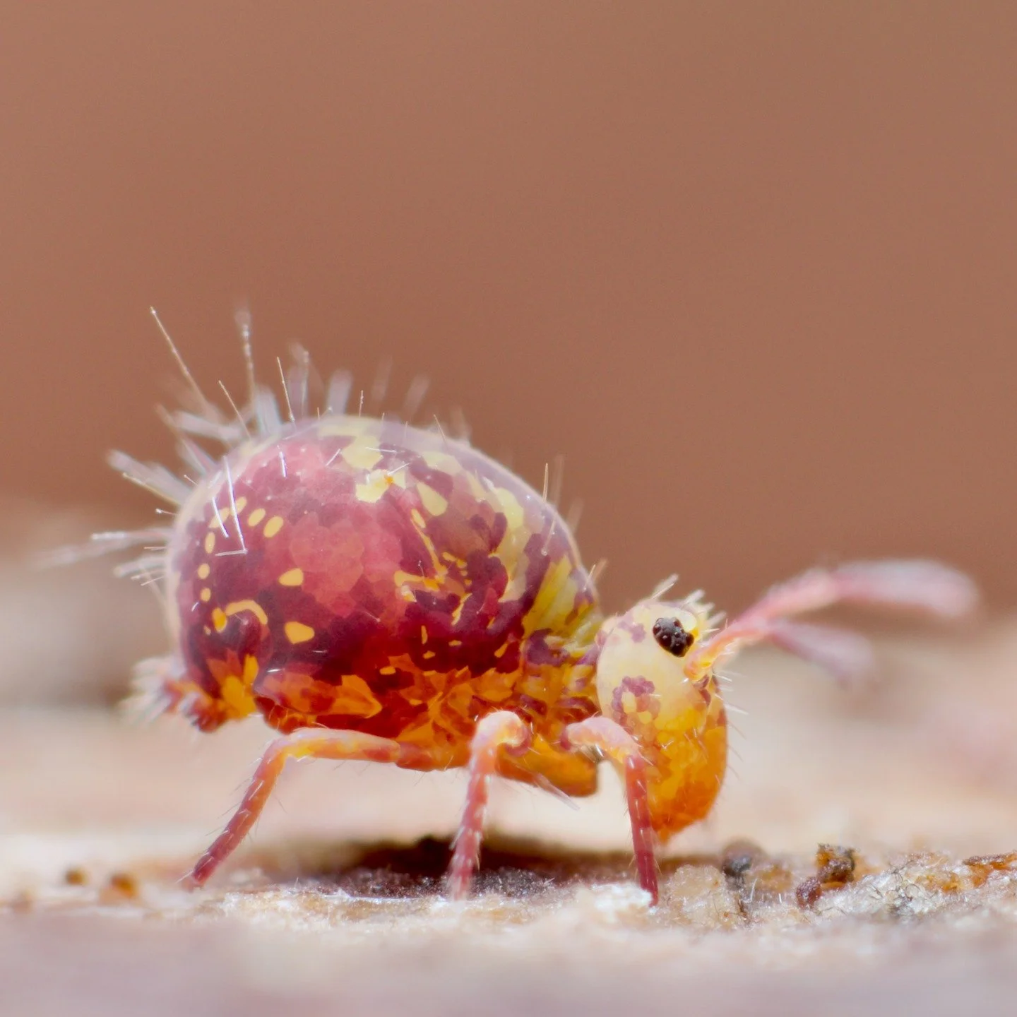 One final soil wonder of a springtail for a Saturday evening. Then I'm sure I'll post a mite or something....! I know, I know, boring, snore fest etc. But I can't help myself, especially when it's plain old stunningly beautiful Dicyrtomina ornata... 