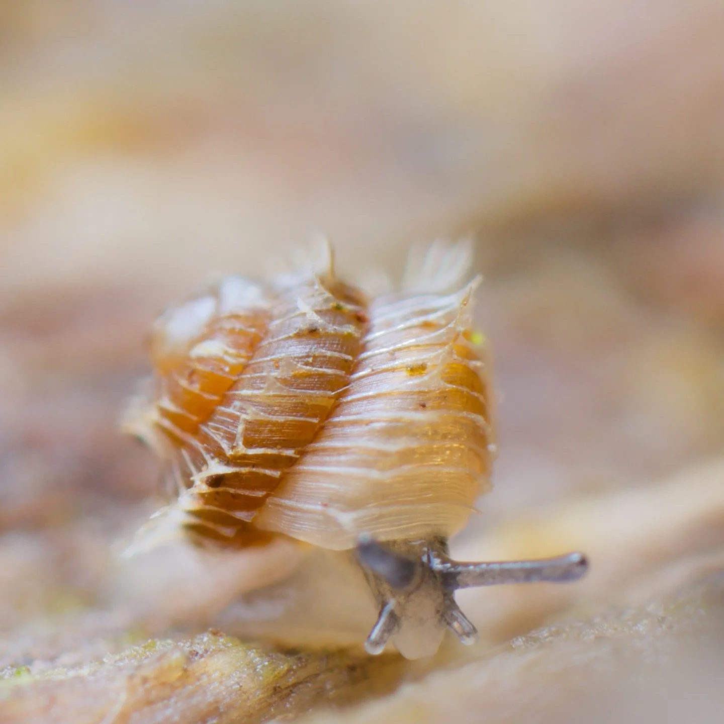 In UK soils, this is probably the most exotic micro snail around, Acanthinula aculeata, the prickly snail. A truly rubbish common name and doesn't really get close to how super cool they actually are. Sadly, I don't see them very much so haven't had 