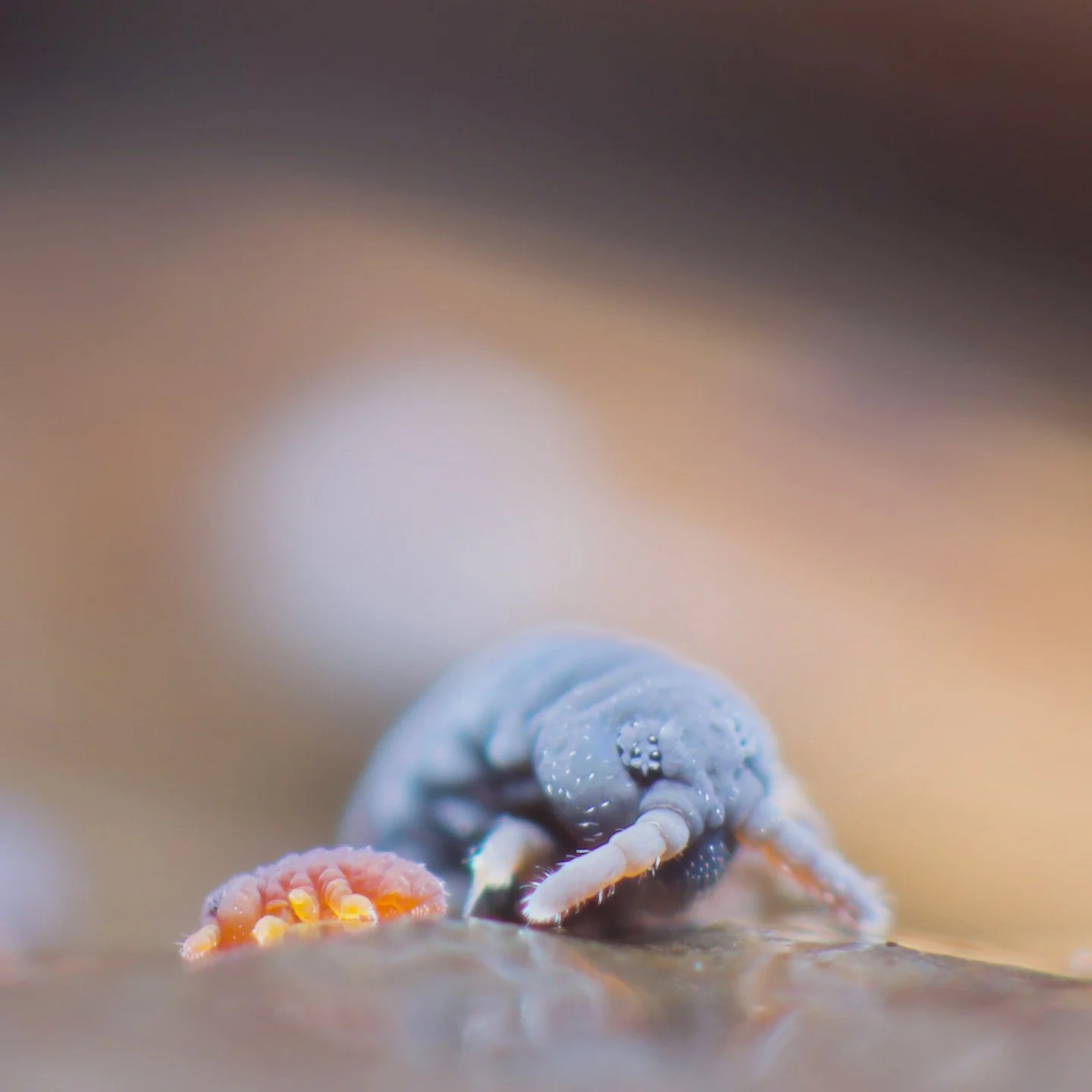 Every now and again I like to include technically non-soil animals, especially when it comes to my beloved springtails. So this is a shot of a Podura aquatica, a water surface-dwelling bundle of cuteness with an even smaller cute bundle baby from Sha