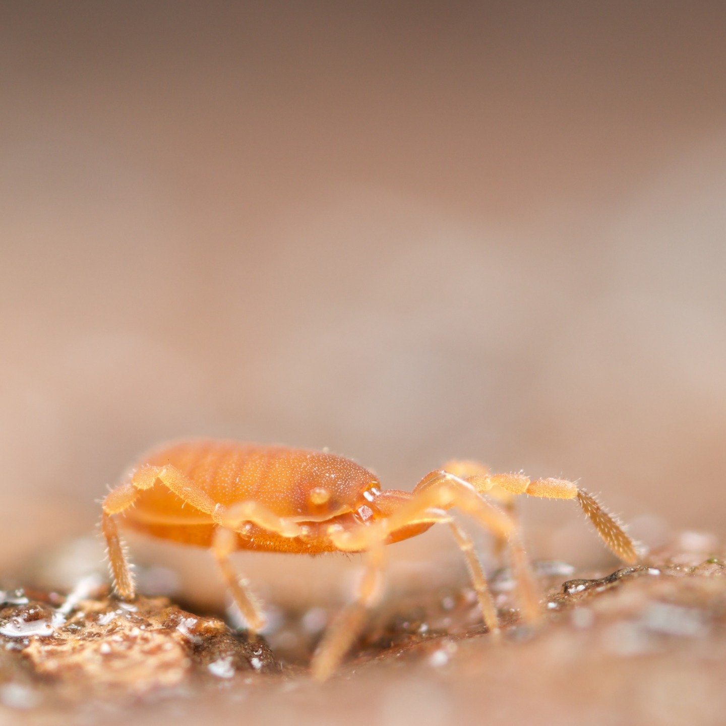 So, today I had the absolute pleasure of getting to look at and photograph Siro rubens, the first and only mite harvestman/Cyphophthalmi species ever found in the UK (probably imported by accident from France). Cyphophthalmi are a tiny and very unusu