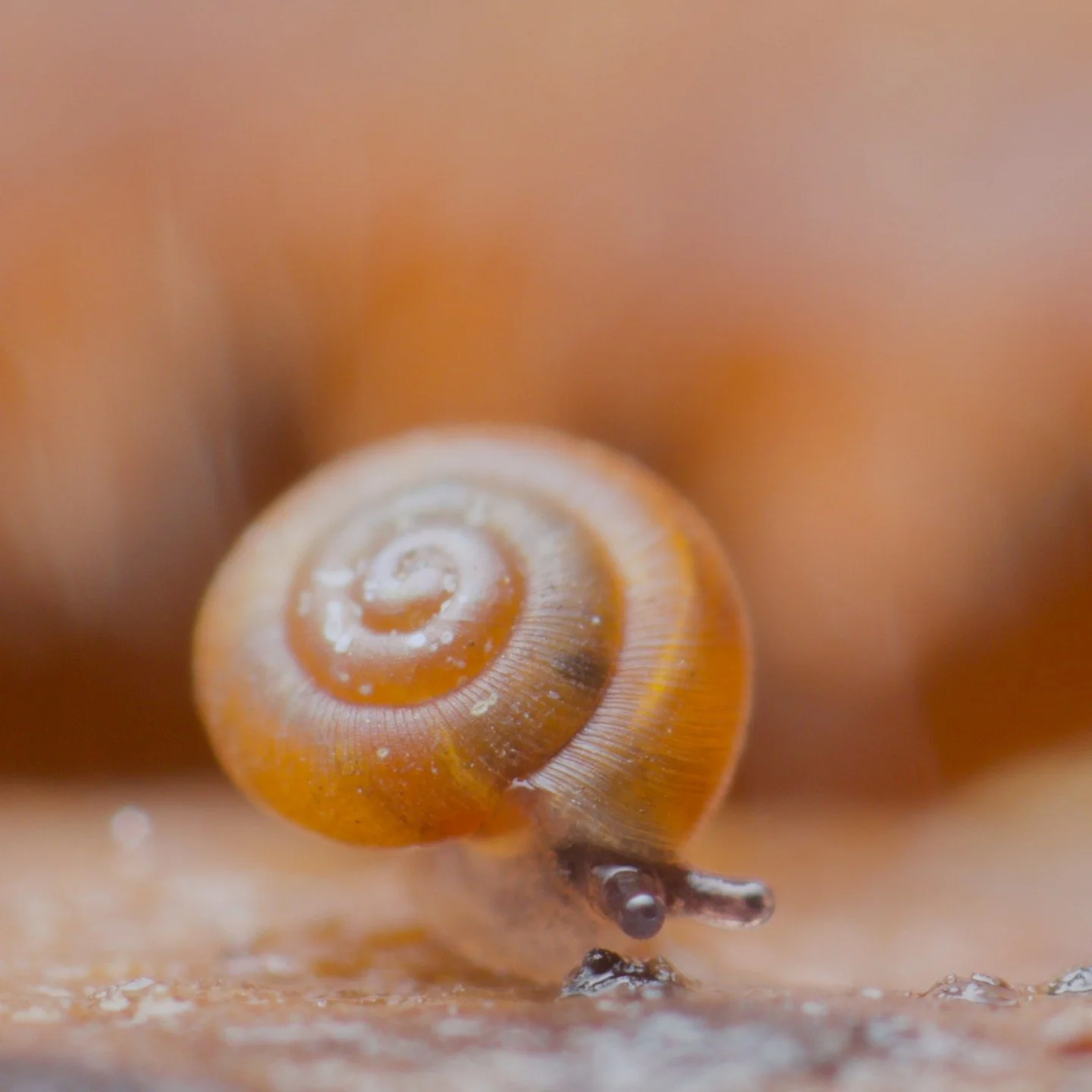 Another day, another micro snail. This is a baby something or other snail from the other day, when I was in some local woodlands. Over the years I've become more and more interested in photographing the smaller snails. They are a thing of simple beau