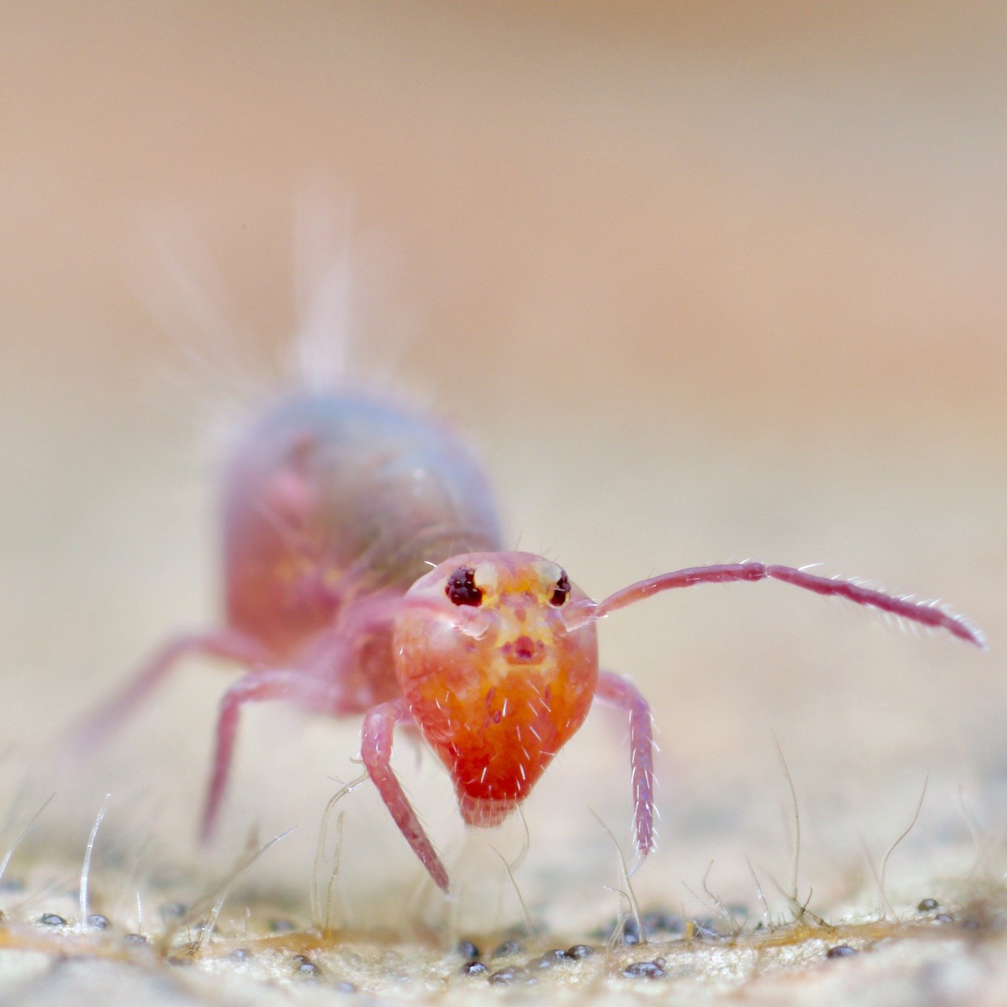 Springtails are remarkable in so many ways. The list is just huge. Picking just one, this is a good example of something that I've marvelled at for many years. 

Regard the apparently levitating Dicyrtoma fusca in the photo. Due to their tiny size (i