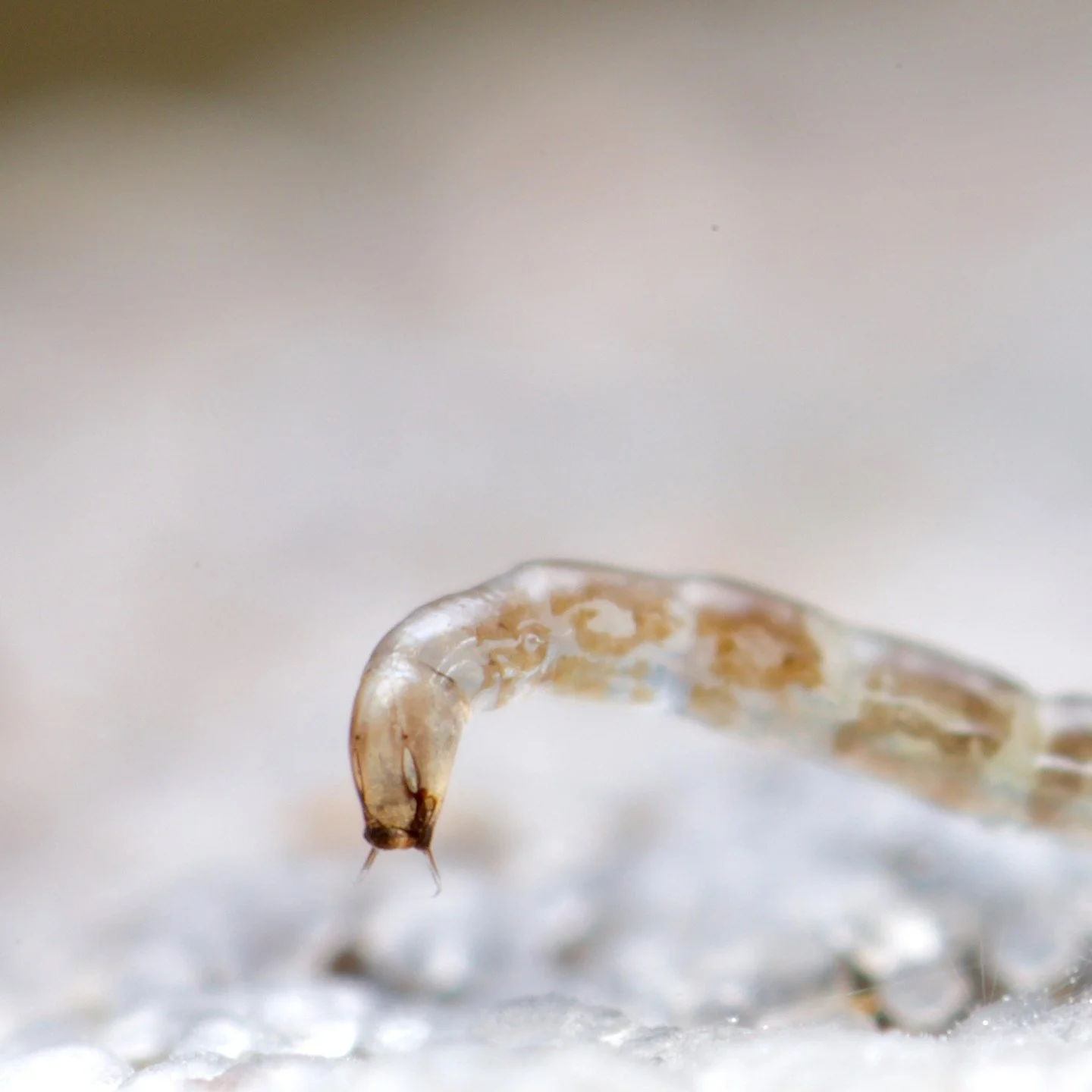 New Zealand has some of the most delightful fungus gnat larvae around. I mean, just look at that sweet little thing. 

Many species are rather hefty, and perhaps not as instantly charming, although I love them too. However, the larvae of this common 