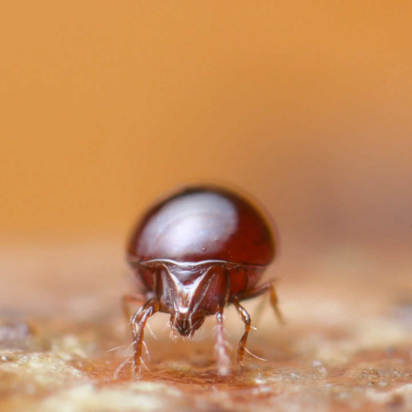 Sometimes, when I'm in the woodland next to @blueliaskitchen (who I really recommend following by the way, as she's very cool), I'll come across Liacarus subterraneus, a very handsome, well-formed oribatid mite. They're such a delight to photograph. 