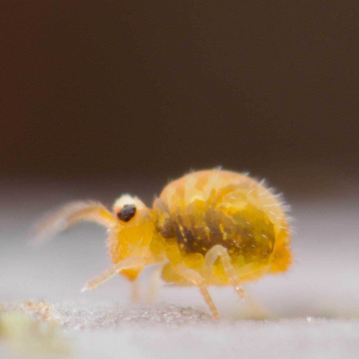 My sister has a large amount of this nice colour form of Sminthurinus aureus- forma reticulatus in her garden, resplendent with orange transverse stripes on its back and darker sides. A really beautiful springtail. The weather has been great here so 