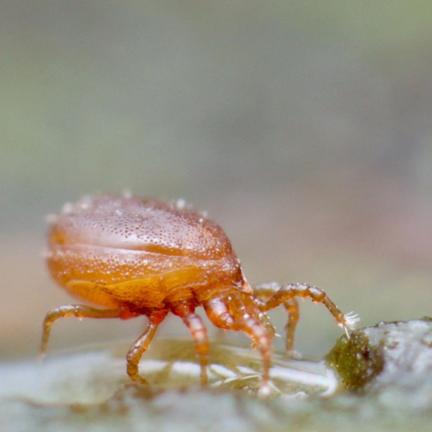 Twas the night before Christmas, when outside the house, Not a creature was stirring, except this Dinychus species of mesostigmatid mite. They're such a beautiful mite, and really common in the woodlands of the lower Wharfe Valley in Yorkshire. Which
