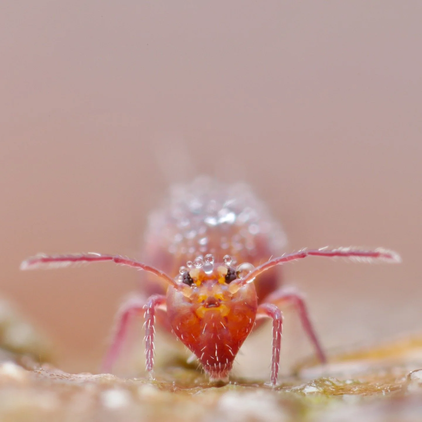 Happy New Year to all! Thanks to everyone who follows my page, celebrating soil animals and who taken the time over 2025 to comment and interact. It's really lovely and it's so cool to get to share my love for this amazing, beautiful, tiny world. Pho