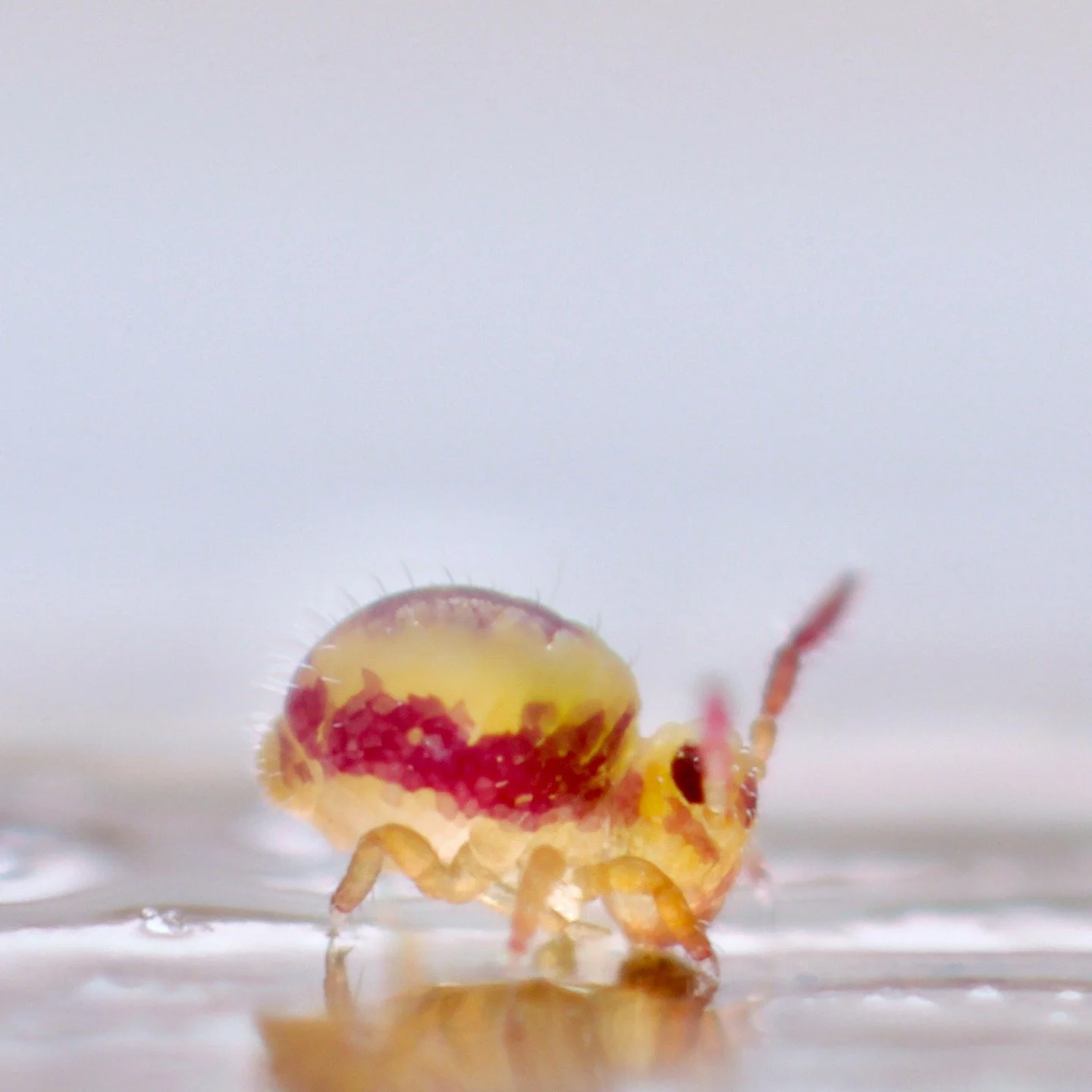 Well, we all made it into 2026! Here is a baby Sminthurides malmgreni springtail to bring you luck and love over the year. Springtails are like lucky heather... It's a bit wet here today, but the hard frost has lifted.... Ah, another grey January day