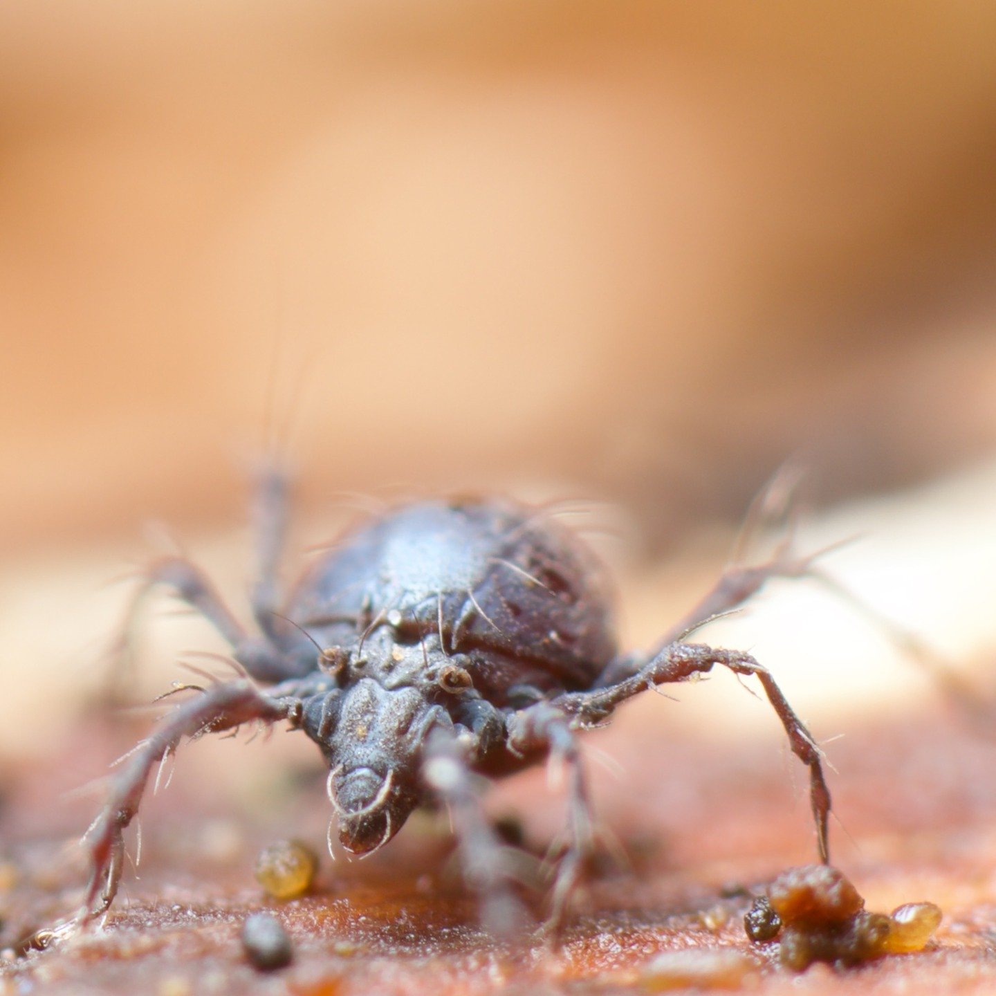 Very much a Stranger Things character... This is a Damaeidae species of oribatid mite, a classic soil animal and a slow-moving lump of loveliness. Swipe to see a closeup of its beautiful (not a) head, known as a gnathosoma. They are super adorable. #