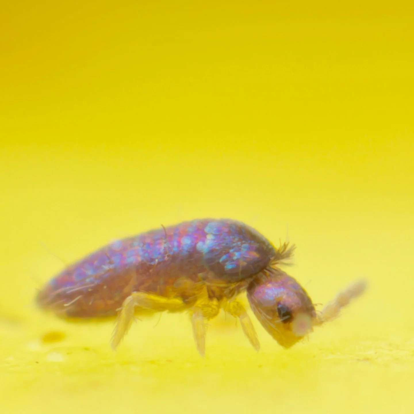 This beautiful, tiny springtail is Lepidocyrtus cyaneus, ambling across the bright yellow of a windfall apple, slowly rotting into the wet grass. My memory of this photo is the smell of apple in the cold twilight. 

These springtails are tiny, around
