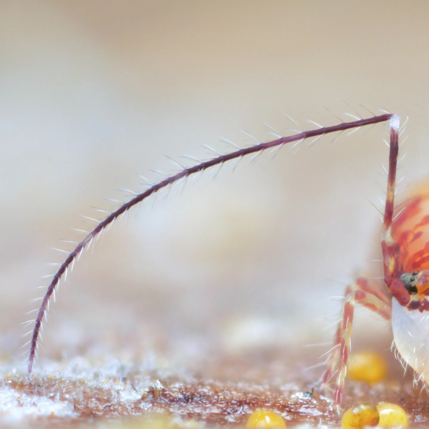 A couple of months ago, I posted a photo of an incredible springtail, a Temeritas species I had photographed in the tropics of Queensland, Australia. The same day I found another that was kind enough to stand still while I made a 15 photo stack (a co