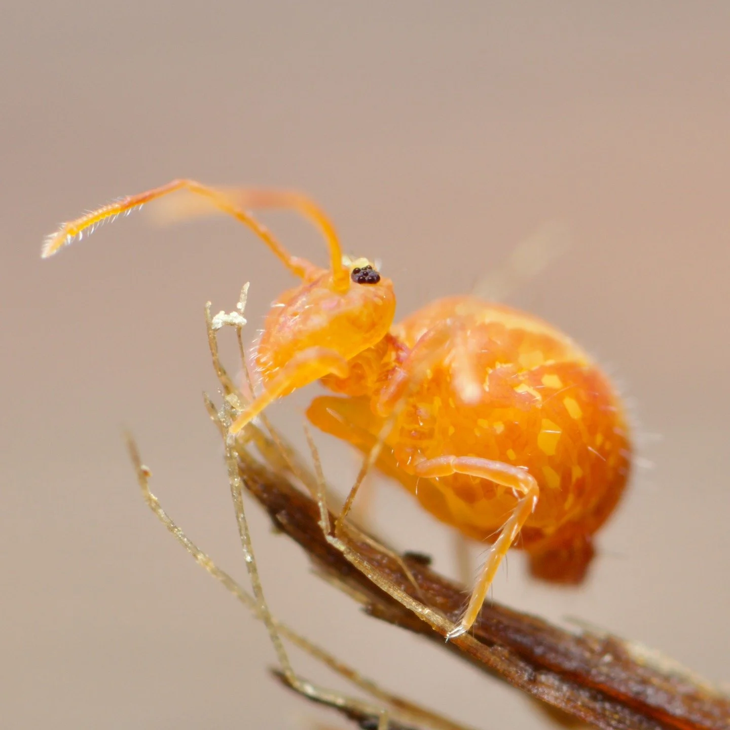 This is Dicyrtomina flammea, an incredibly beautiful springtail I photographed on the shoreline when I was on Haida Gwaii, an archipelago situated off the west coast of British Columbia, Canada. It's an amazing place, full of history, deep grief, who