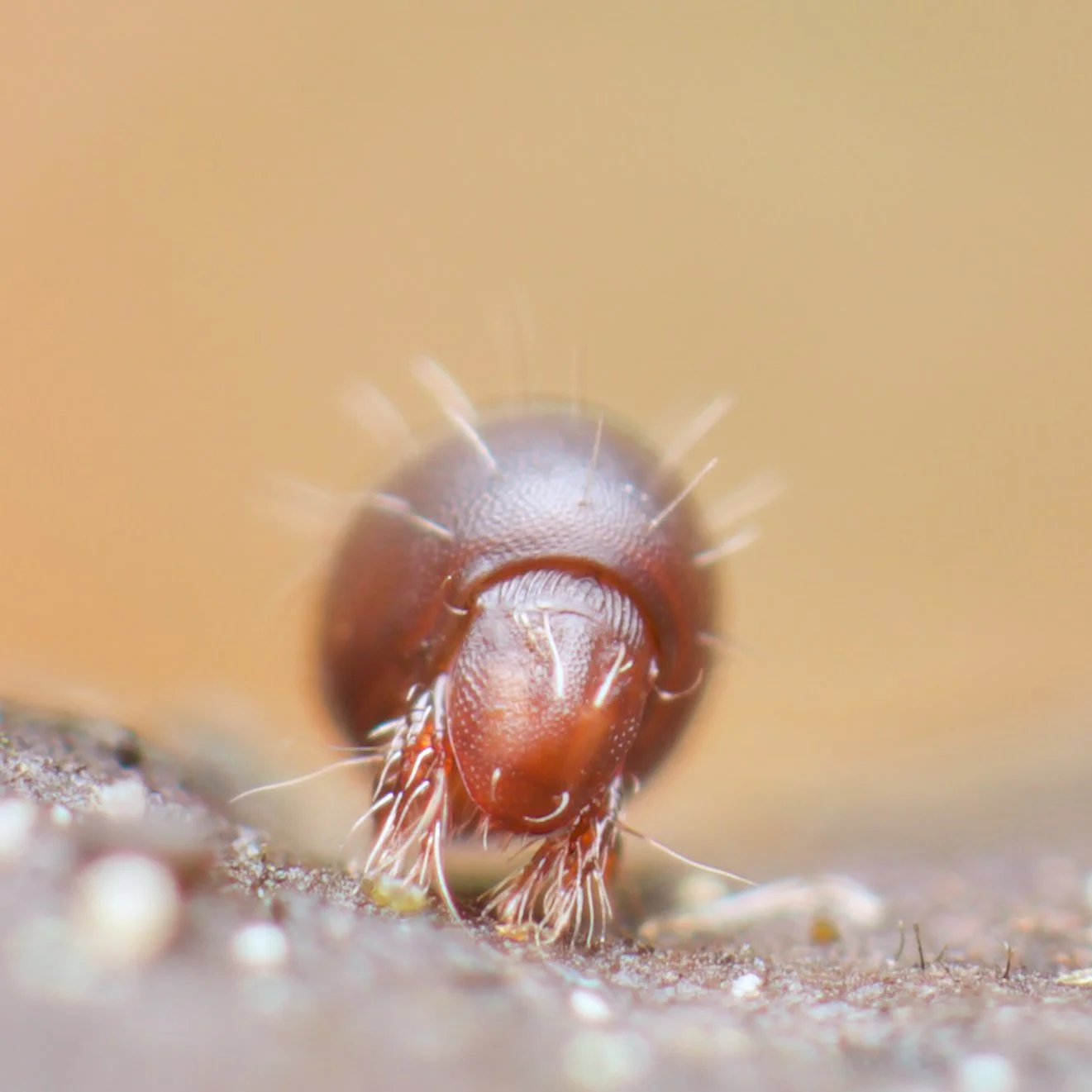 Hi everyone! I've been away for a couple of months- copy-editing work has been full on, combined with utterly horrible weather over January and February stopping me getting out photographing. However, spring is almost upon us, the floods are receding