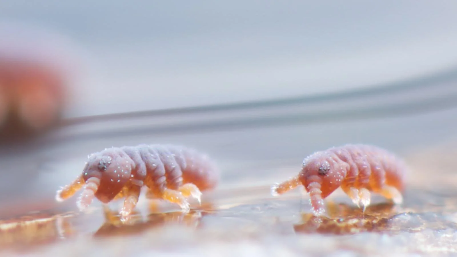 Podura aquatica: Springtail of the month