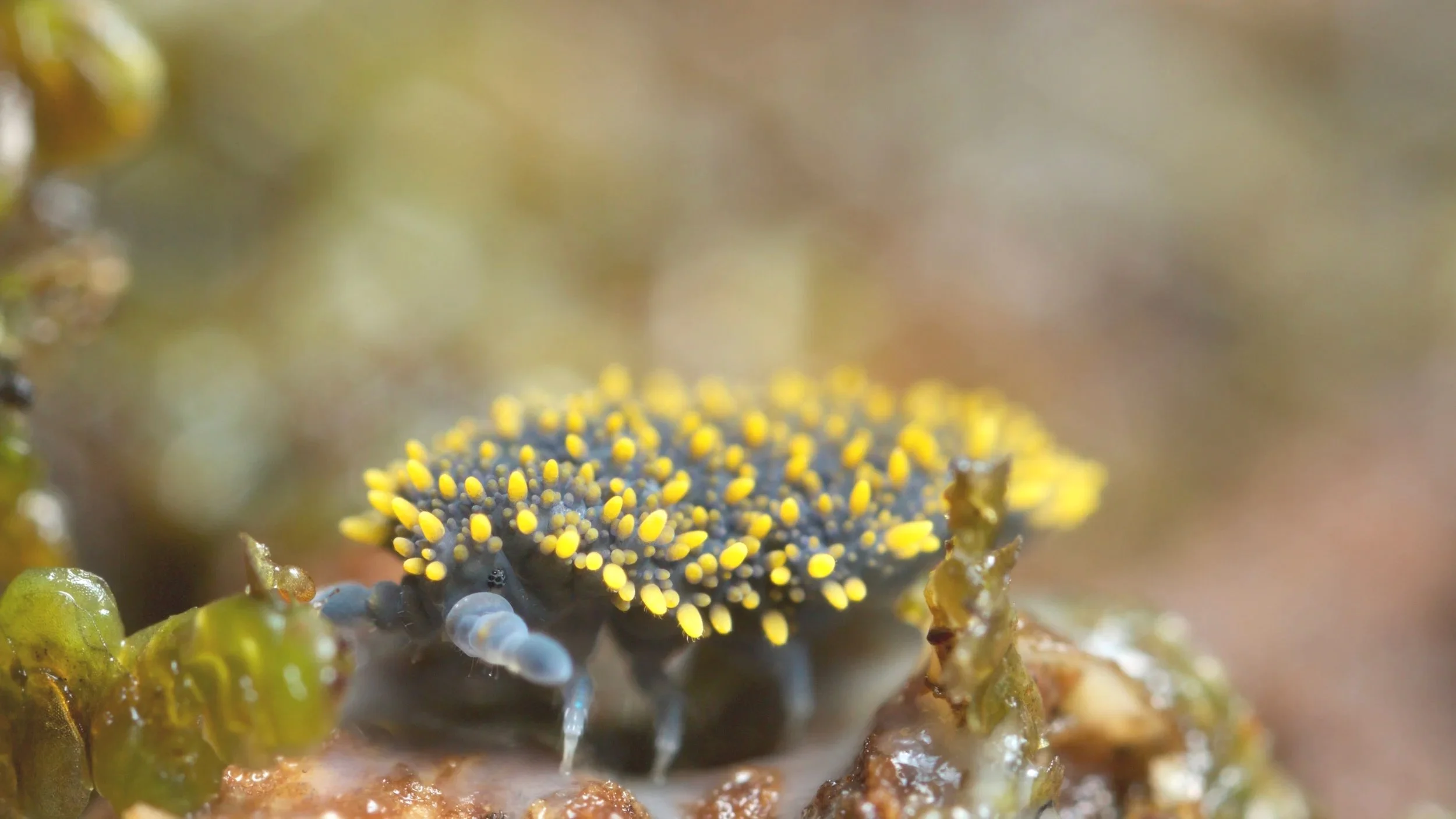 Leaving- jobs, photography and springtails