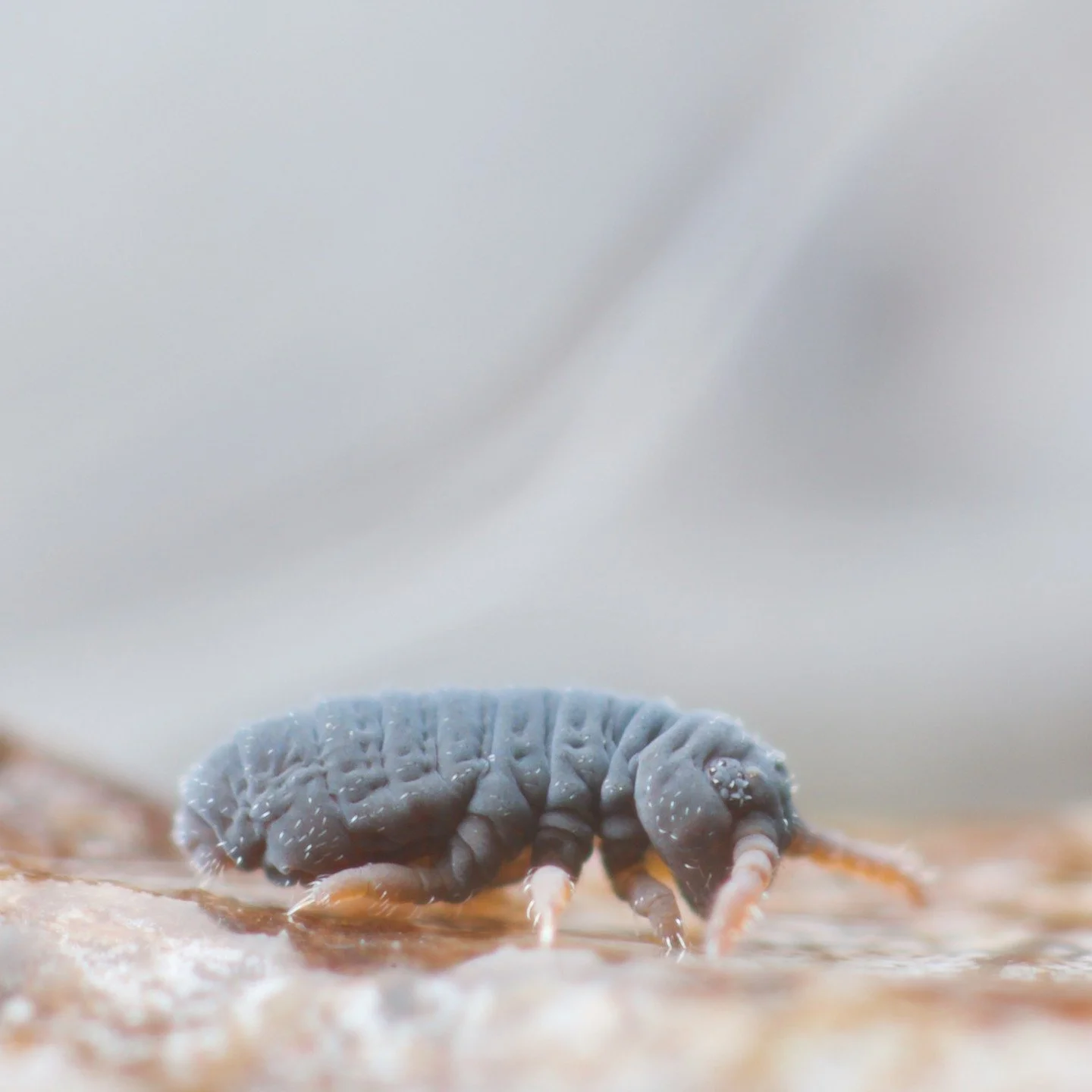 I've finally written my long-intended blog post on Podura aquatica, one of my favourite UK springtails. They are semi-aquatic, bizarre and wonderful in every way. They are my springtail of the month... So to celebrate me finally getting it together a