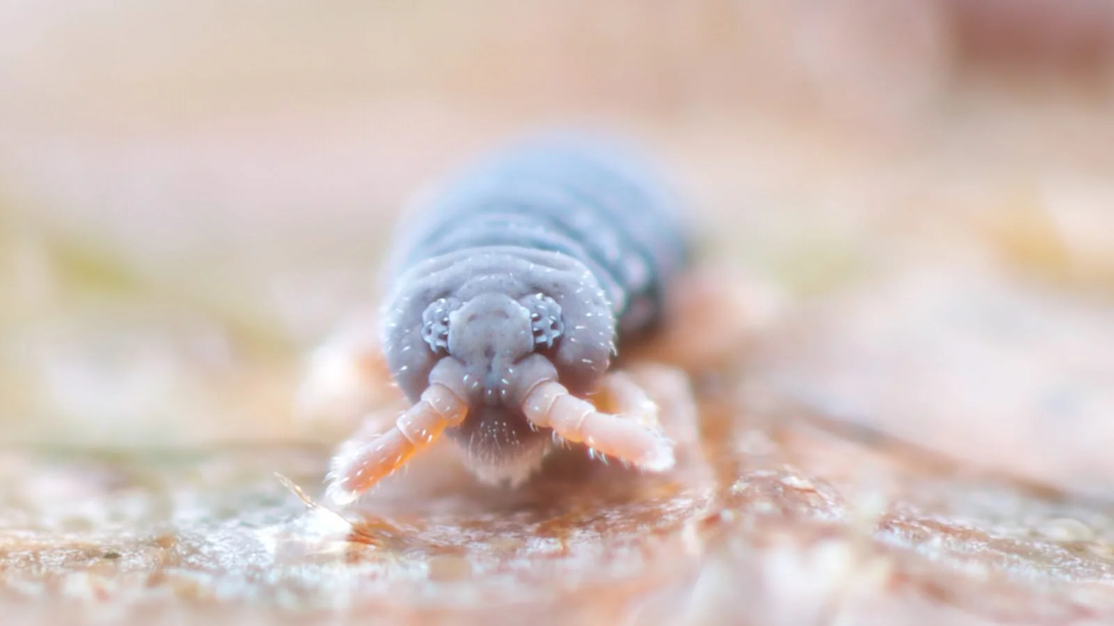 The face of a Podura aquatica springtail looking out