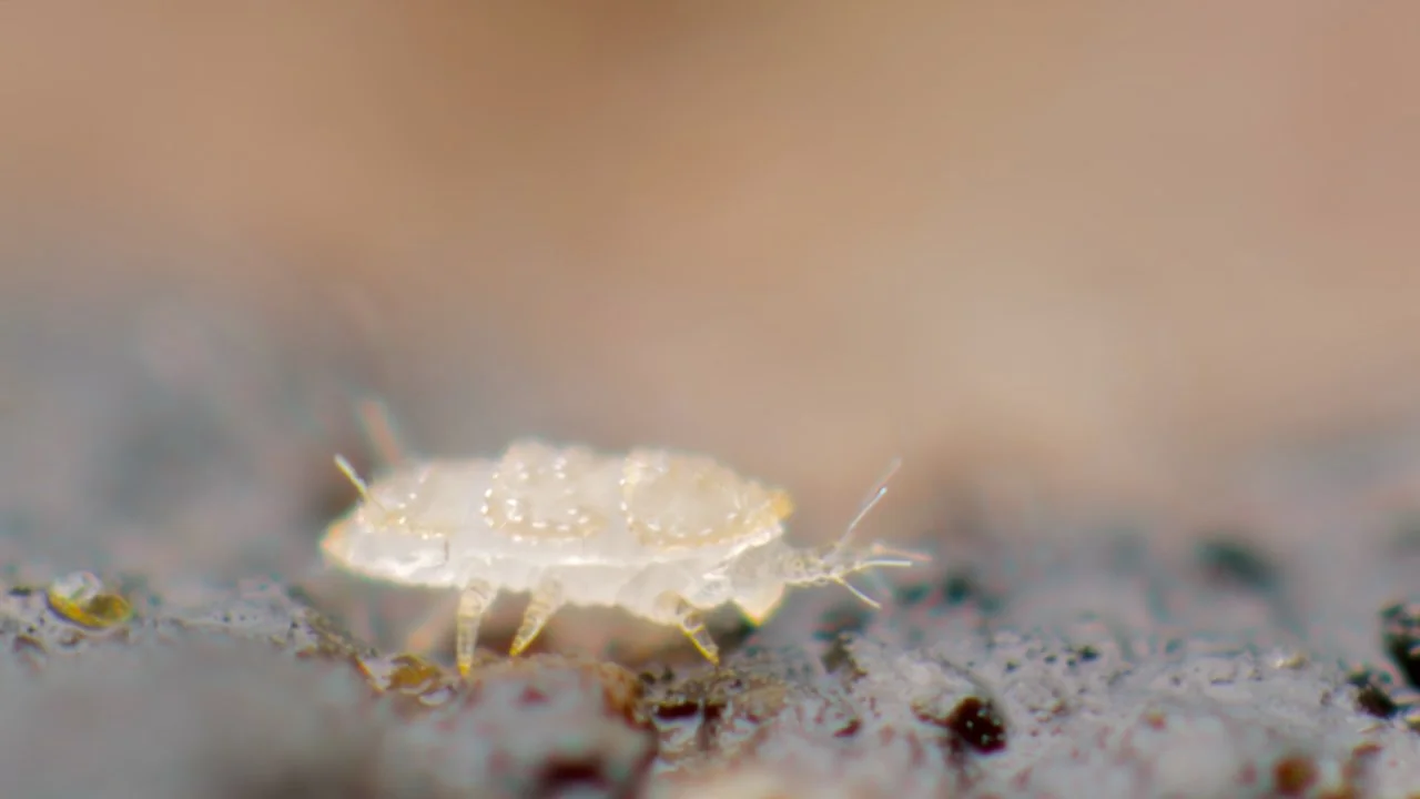First instar of Trachypauropus britannicus walking from the side in the UK